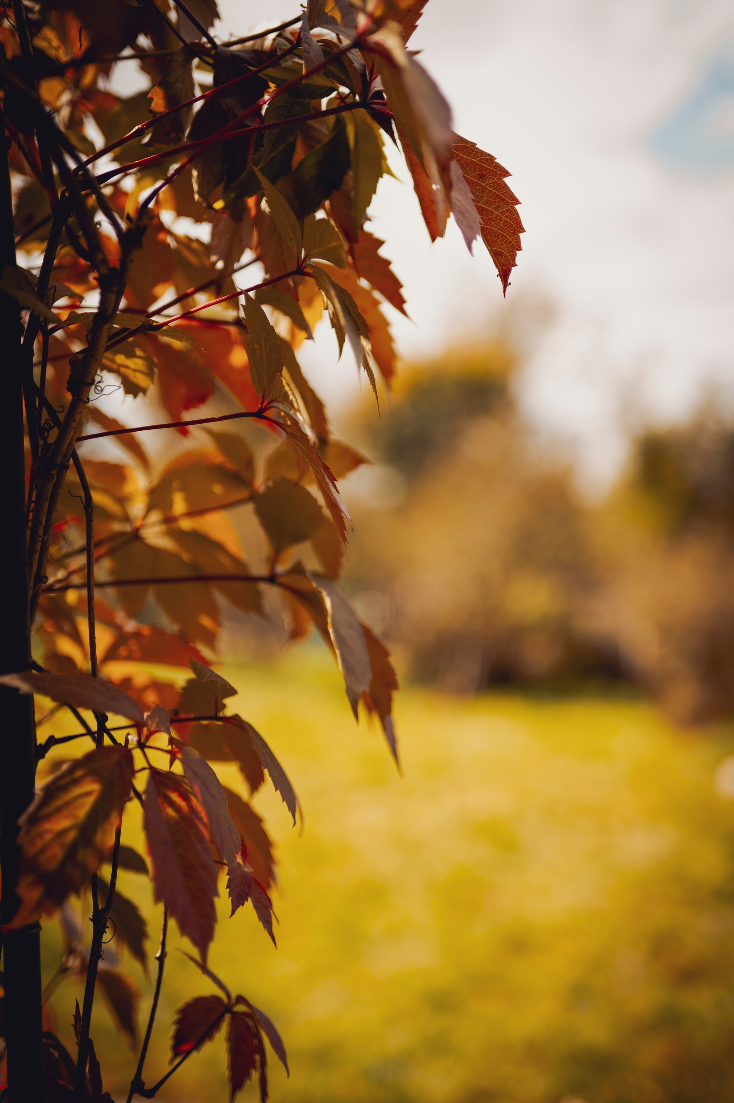 Осень во всей красе. Анна Боровикова, фотограф Пушкино