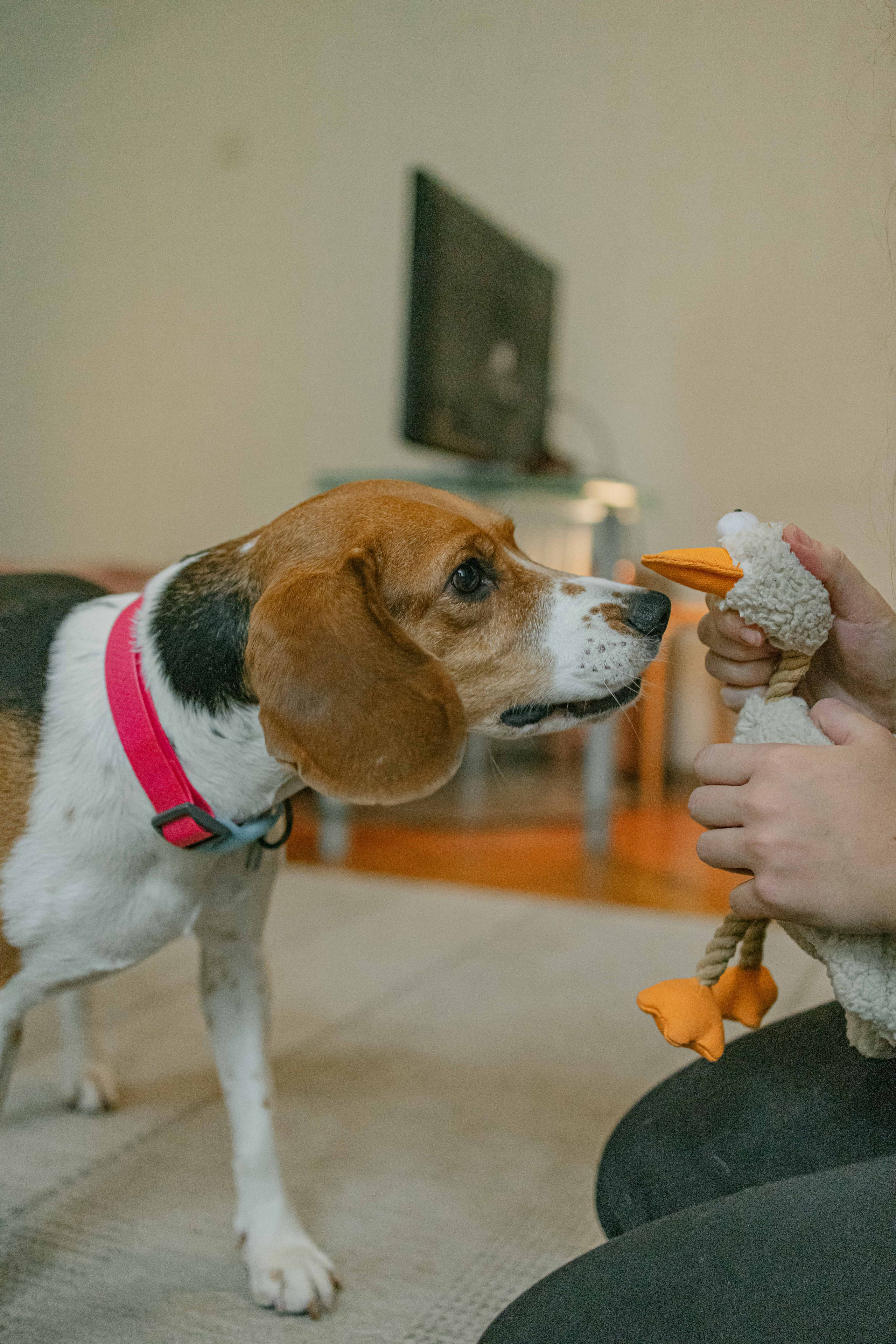 Света и Ива. Фотограф-анималист в Москве Лера Черноног