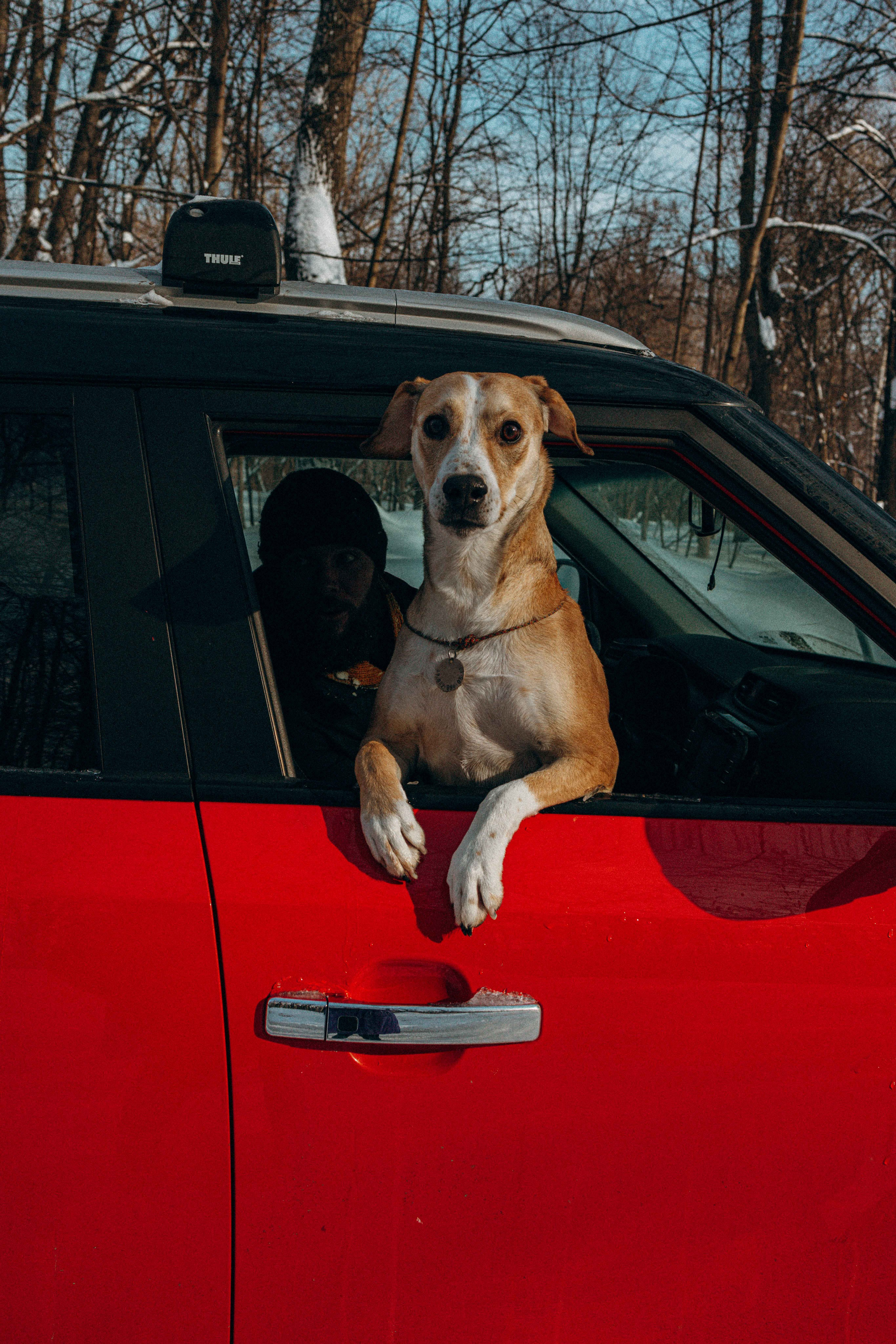 Свобода и ее семья. Фотограф-анималист в Москве Лера Черноног