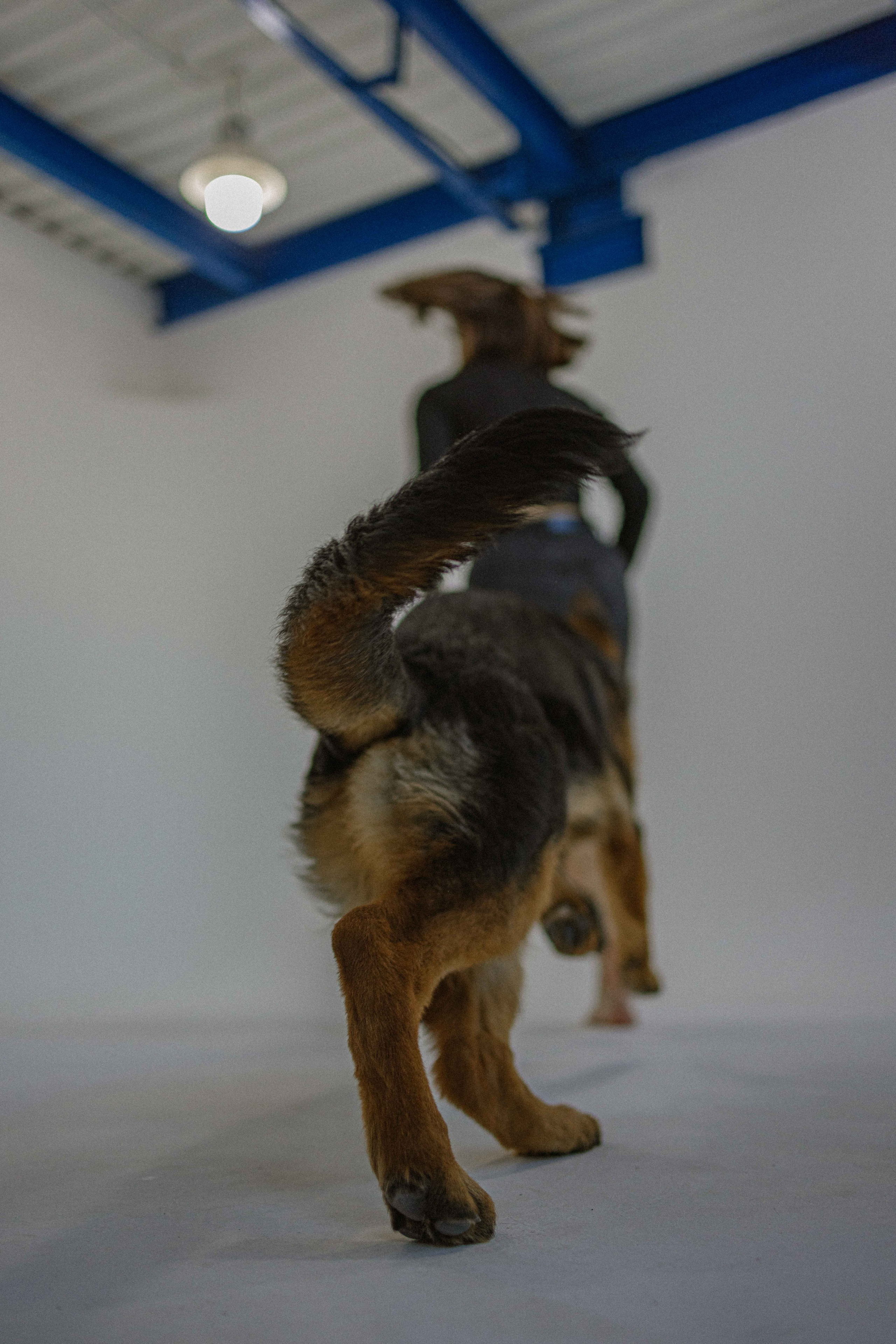 Ася и Буся. Фотограф-анималист в Москве Лера Черноног