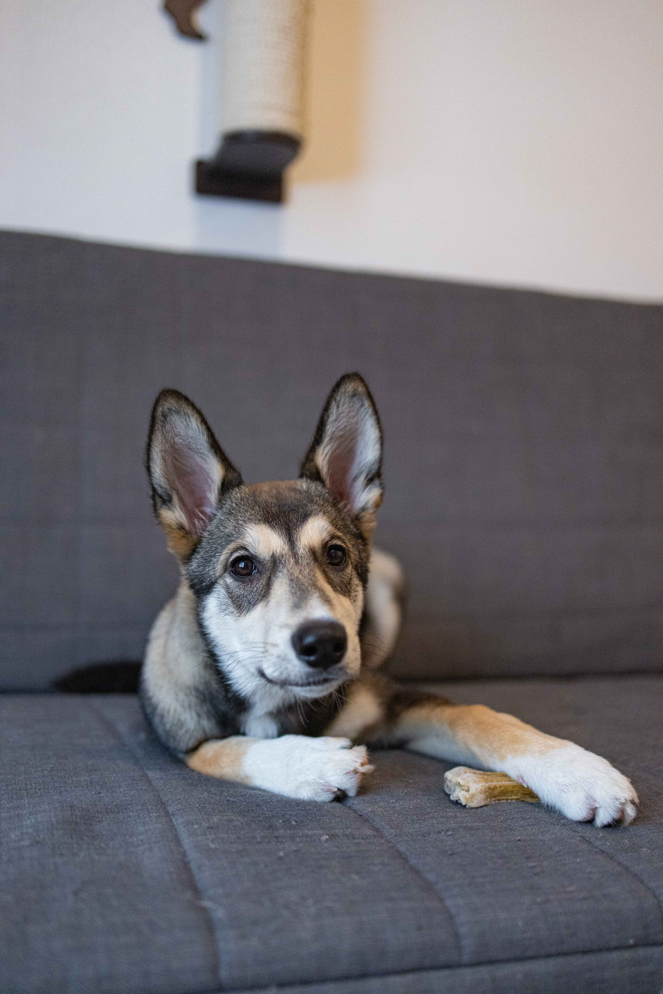 Шами. Фотограф-анималист в Москве Лера Черноног