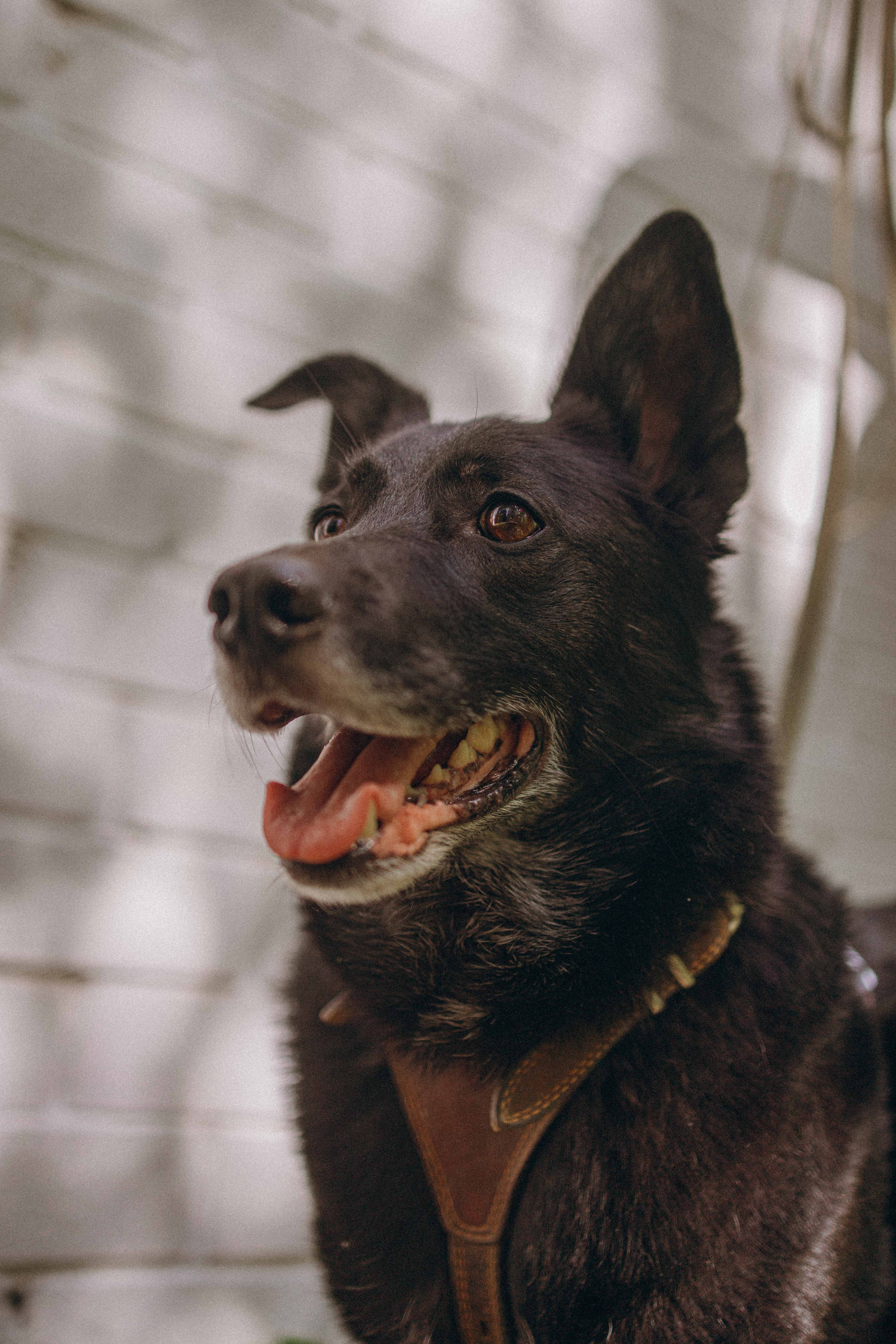 Наталья, Марфа и Норд. Фотограф-анималист в Москве Лера Черноног