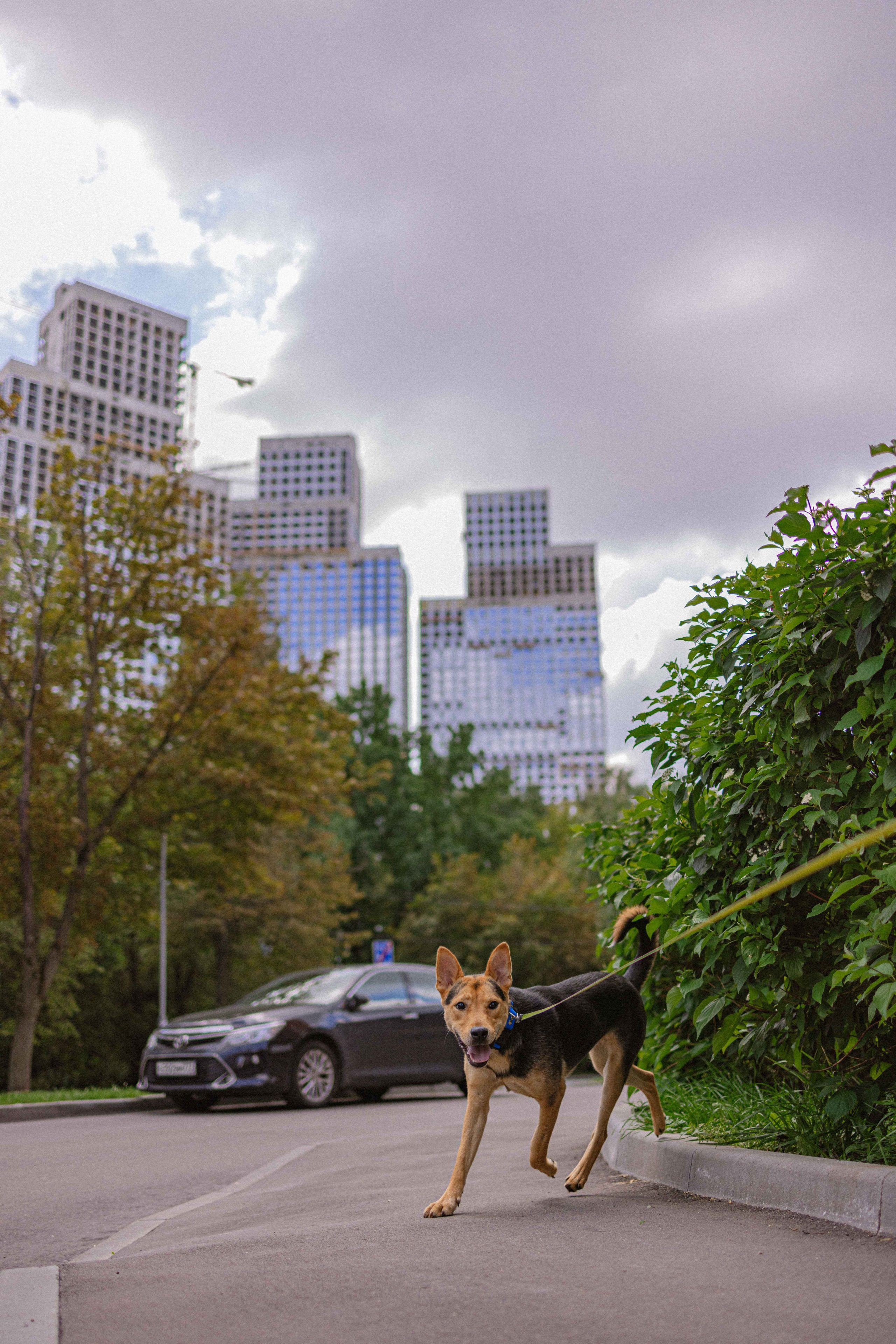 Джеки. Фотограф-анималист в Москве Лера Черноног