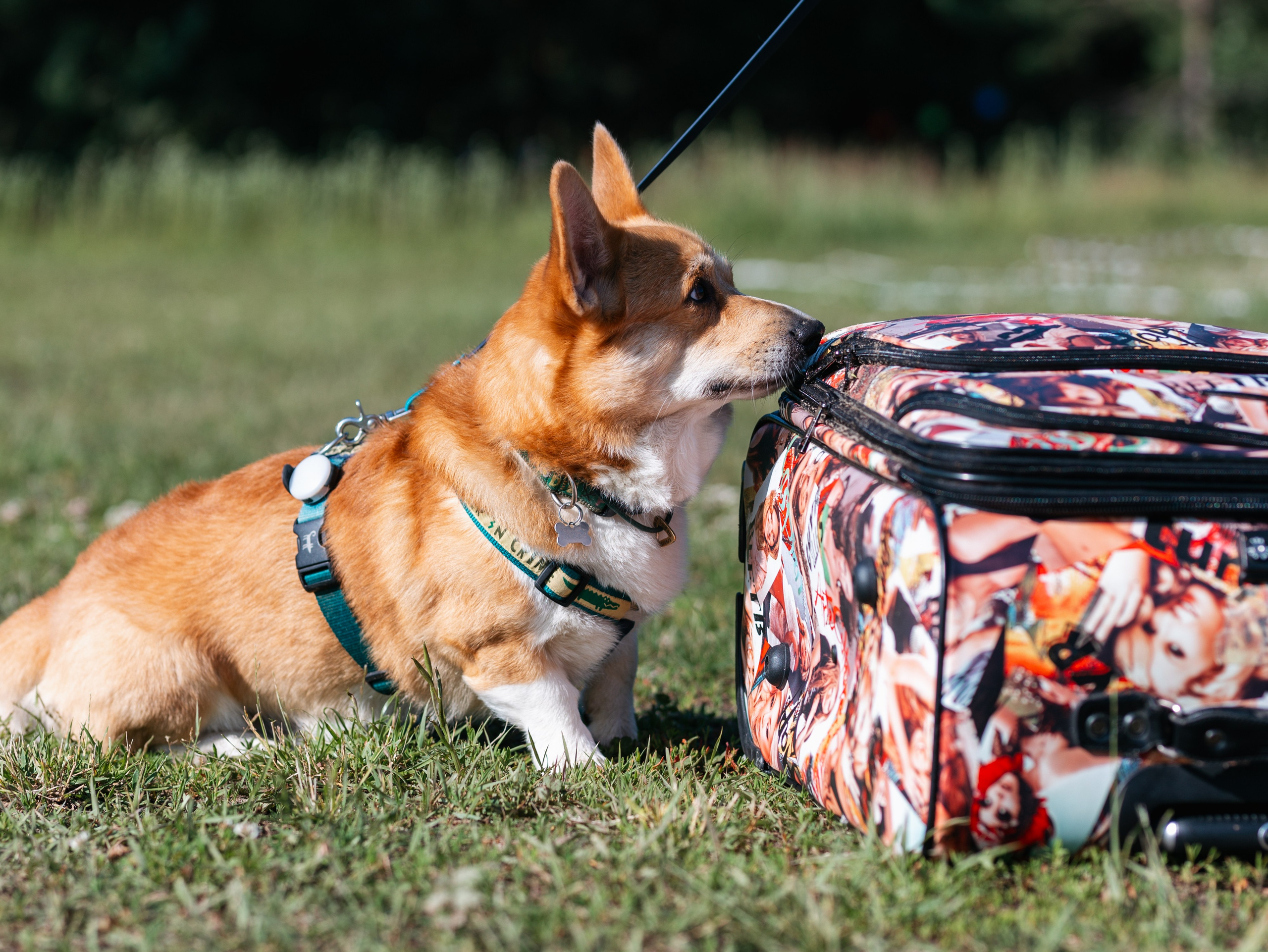 Лагерь ноузворк. Фотограф-анималист в Москве Кириллова Татьяна