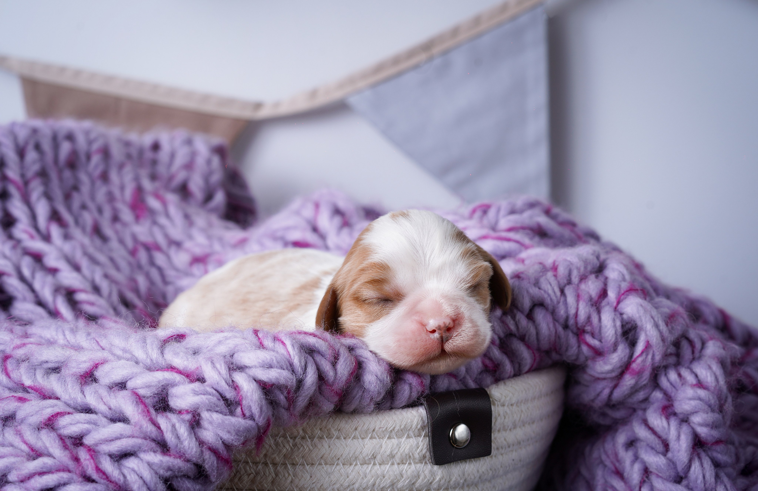 Щенки кавалер кинг чарльз спаниеля. Фотограф-анималист в Санкт-Петербурге Яна Мартынова