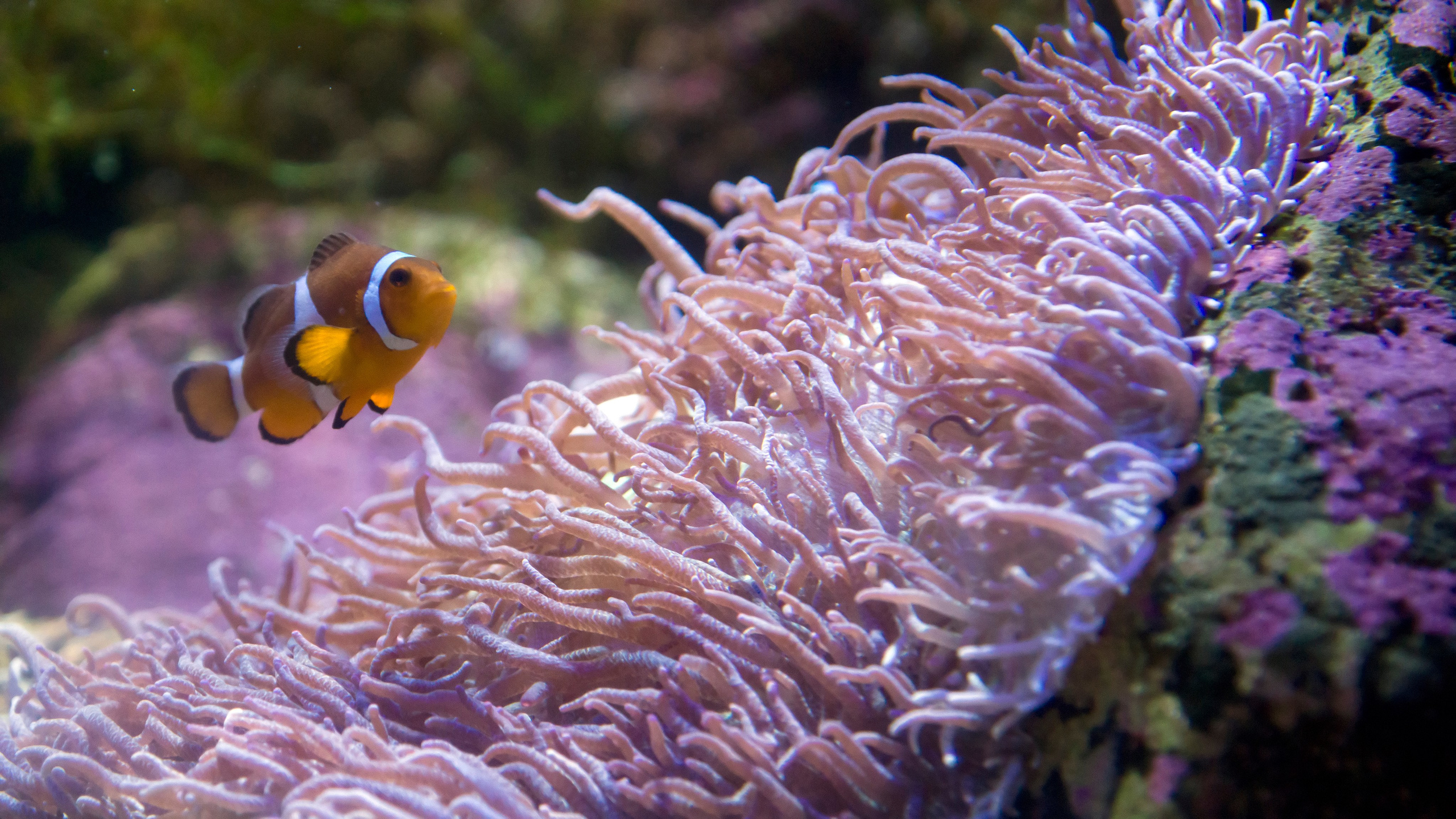 Астана. Фотограф-путешественник Самойлов Максим «Sly Fox»