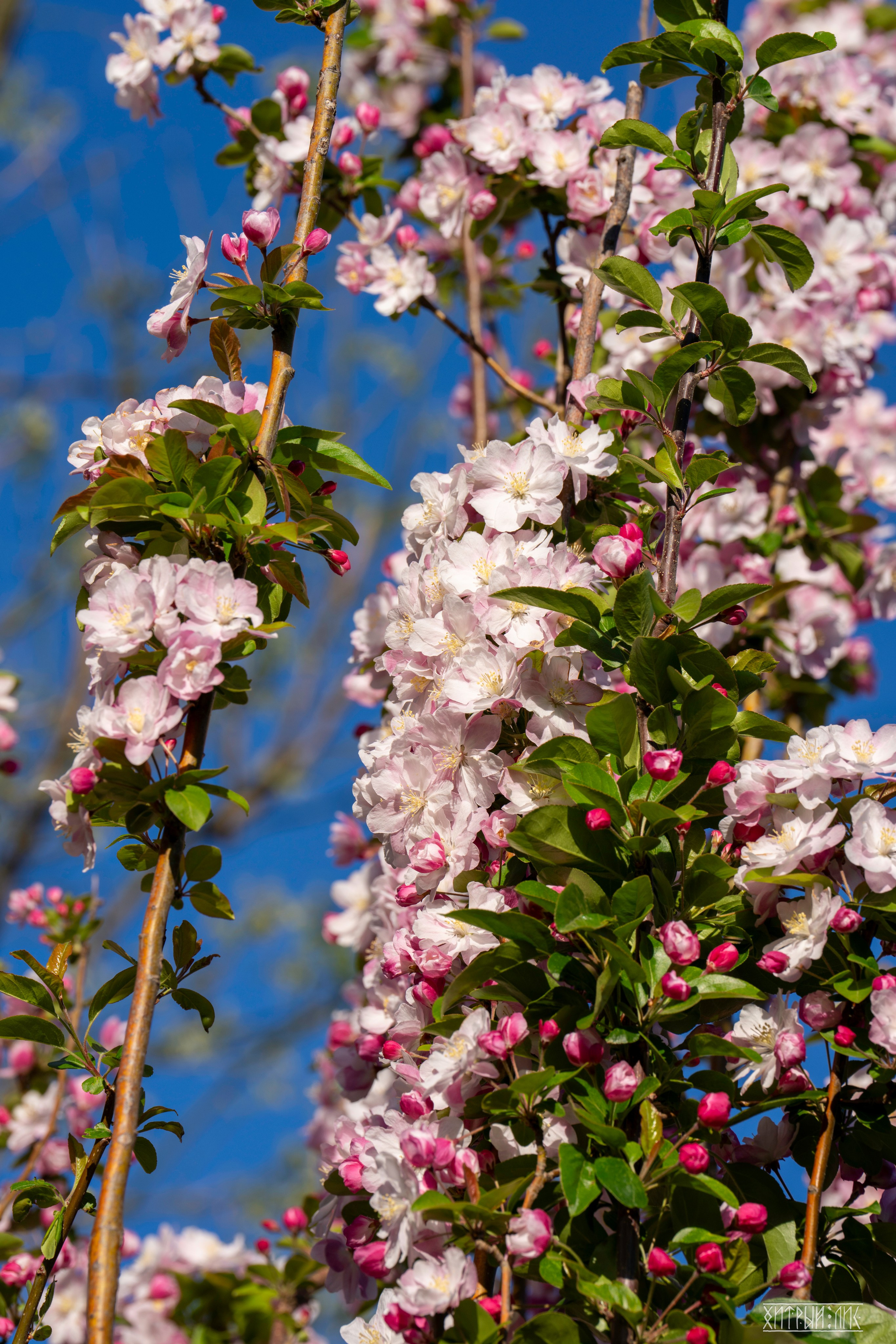 Пекин. Фотограф-путешественник Самойлов Максим «Sly Fox»