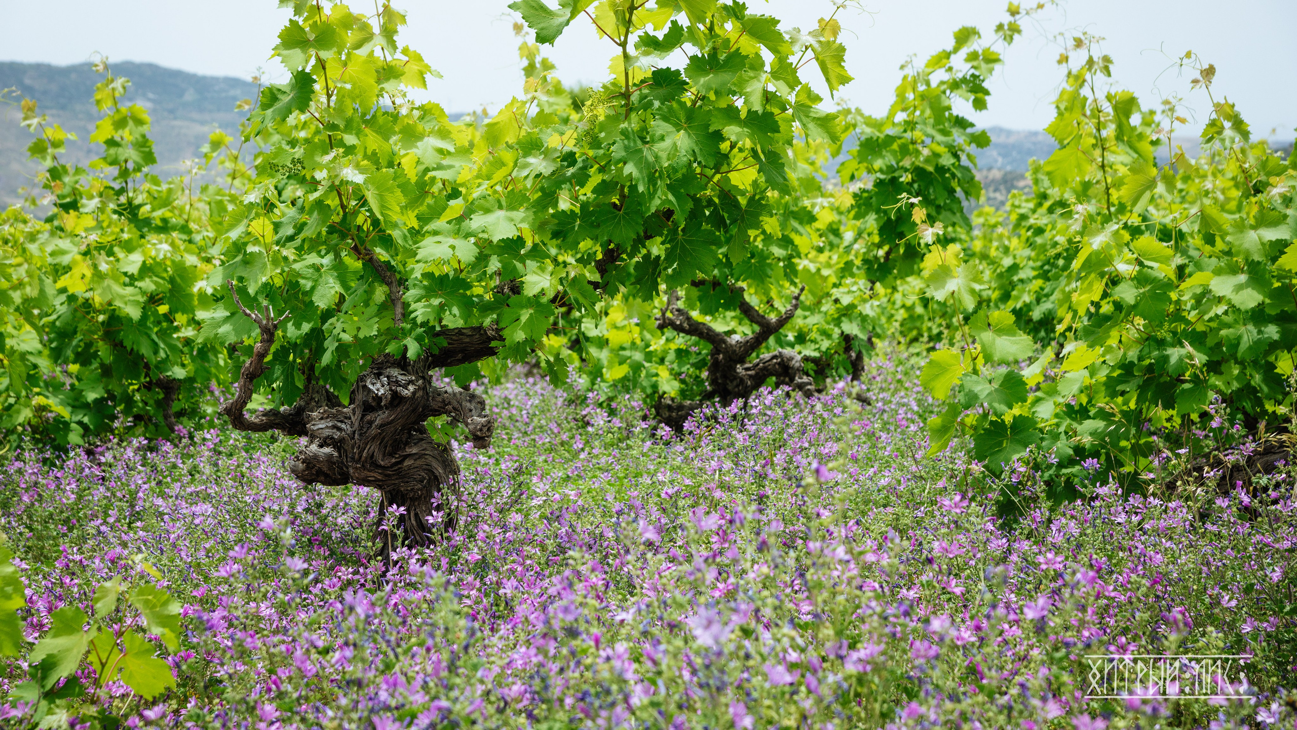 Кипр. Фотограф-путешественник Самойлов Максим «Sly Fox»