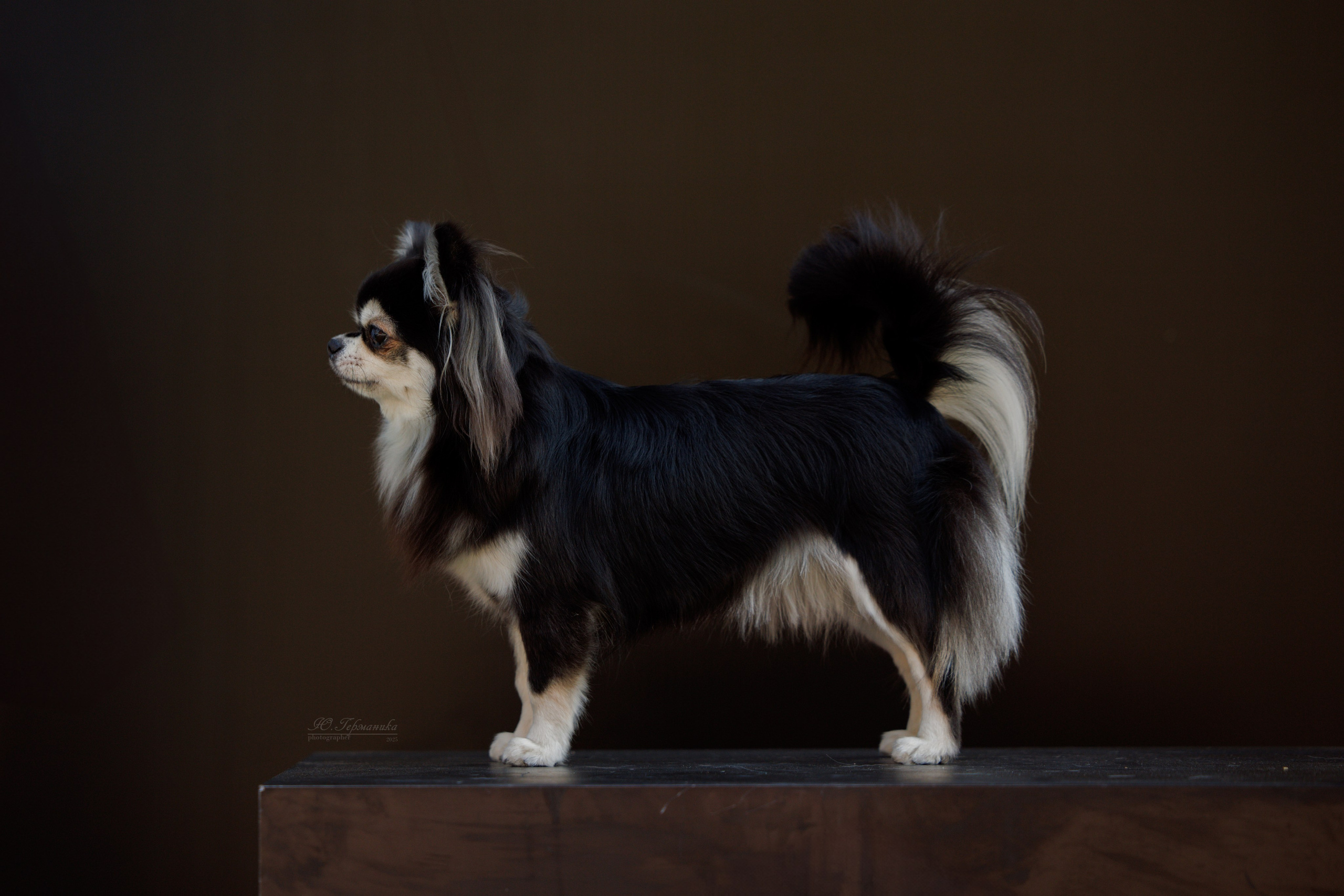 Ташкент 3хCACIB 3-5.10.2025. Фотограф-анималист Юлия Германика