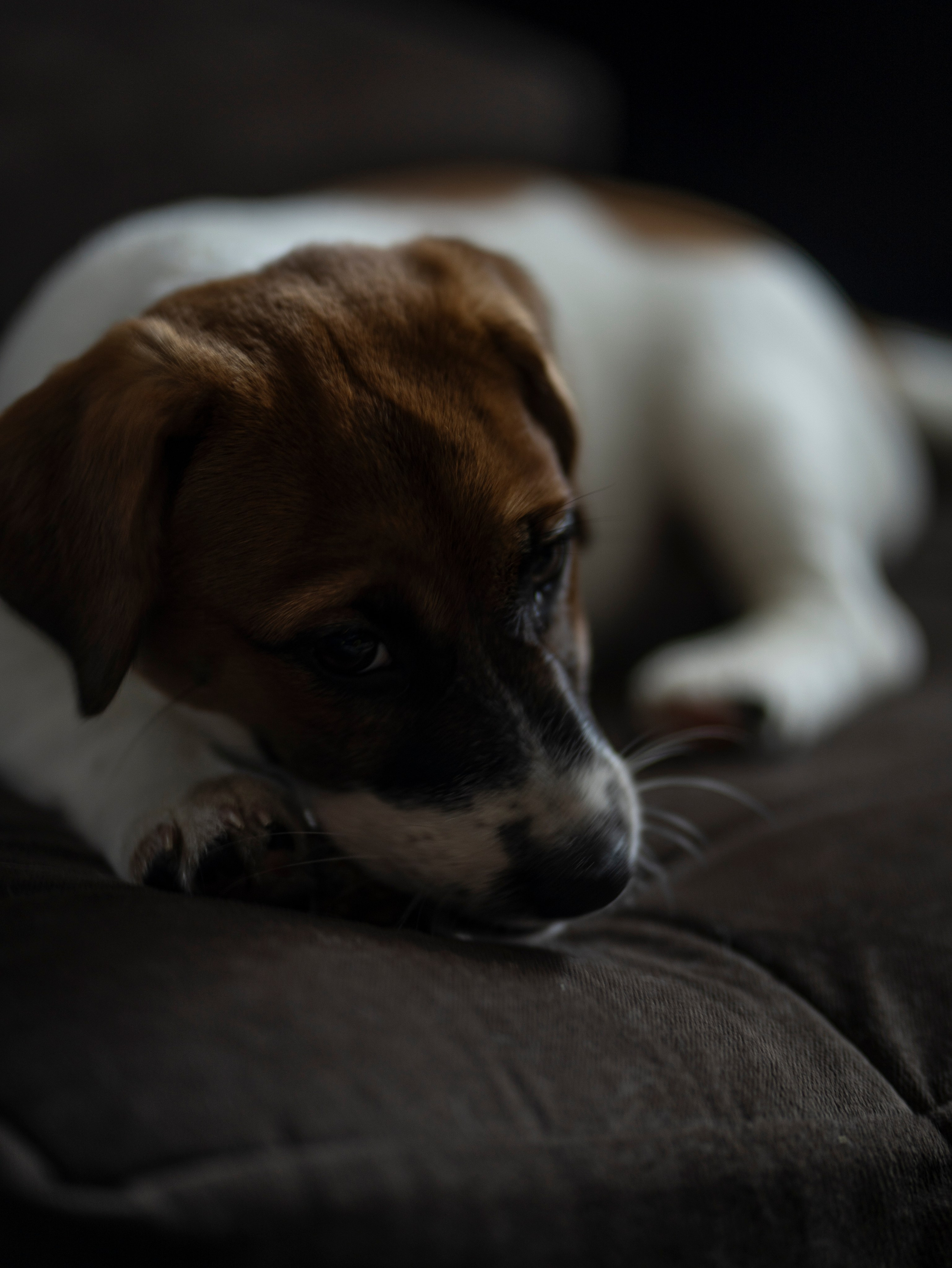 Ляля и Бандит Питомцы. Свадебный и Женский фотограф в г. Кемерово