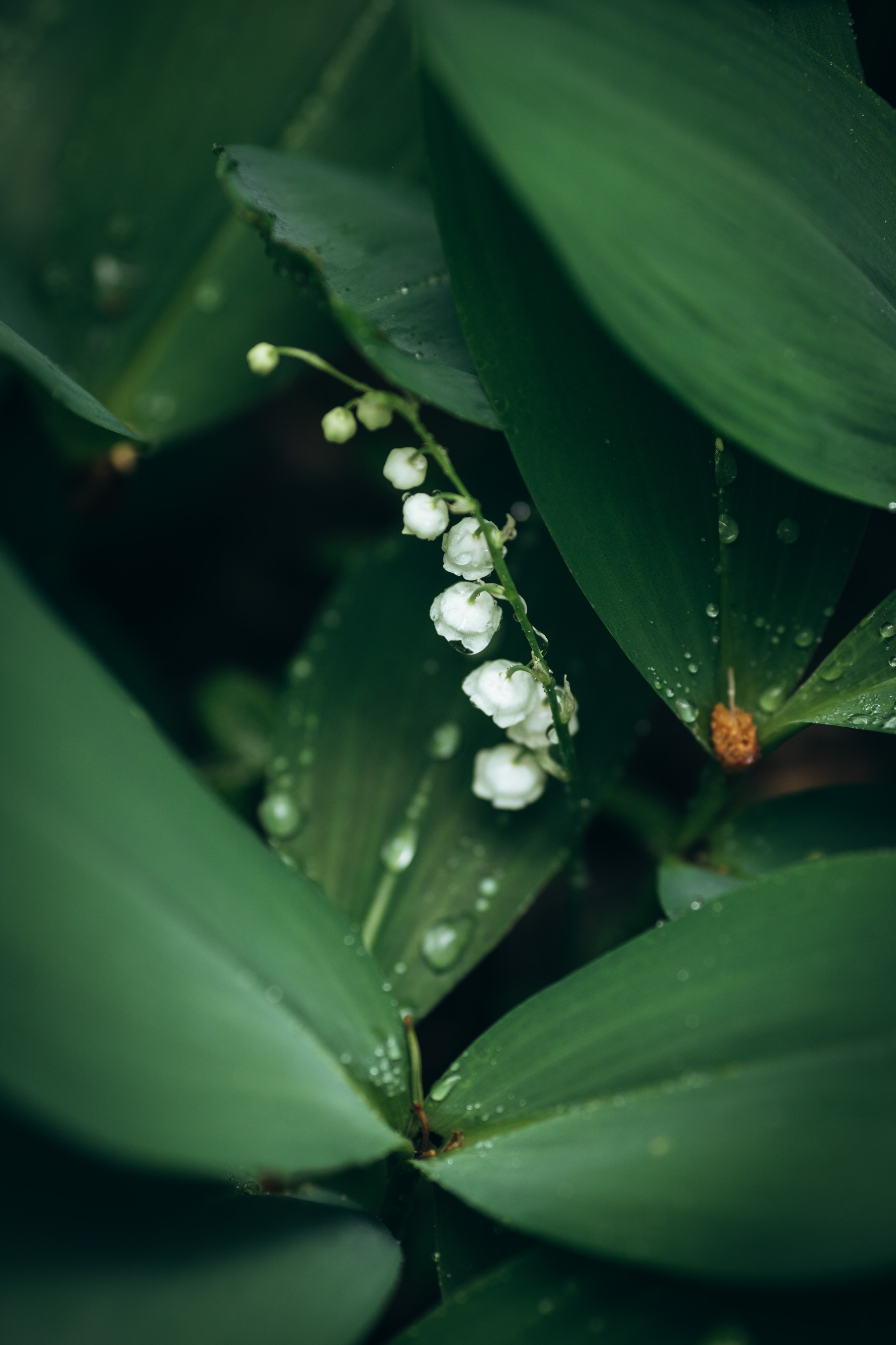 Природные пейзажи. Наталия Клевинскас портретный фотограф в Костроме