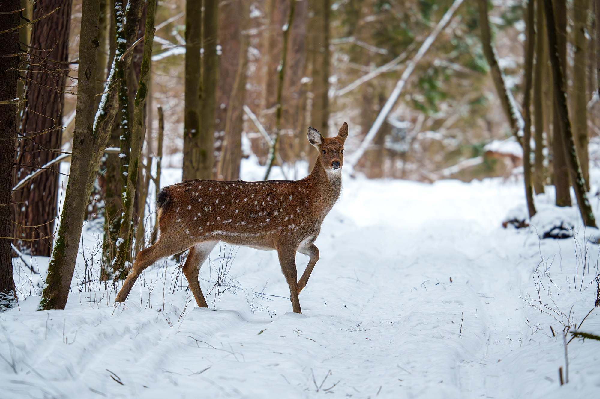 Животные. Ваш личный фотограф Марина Волкова