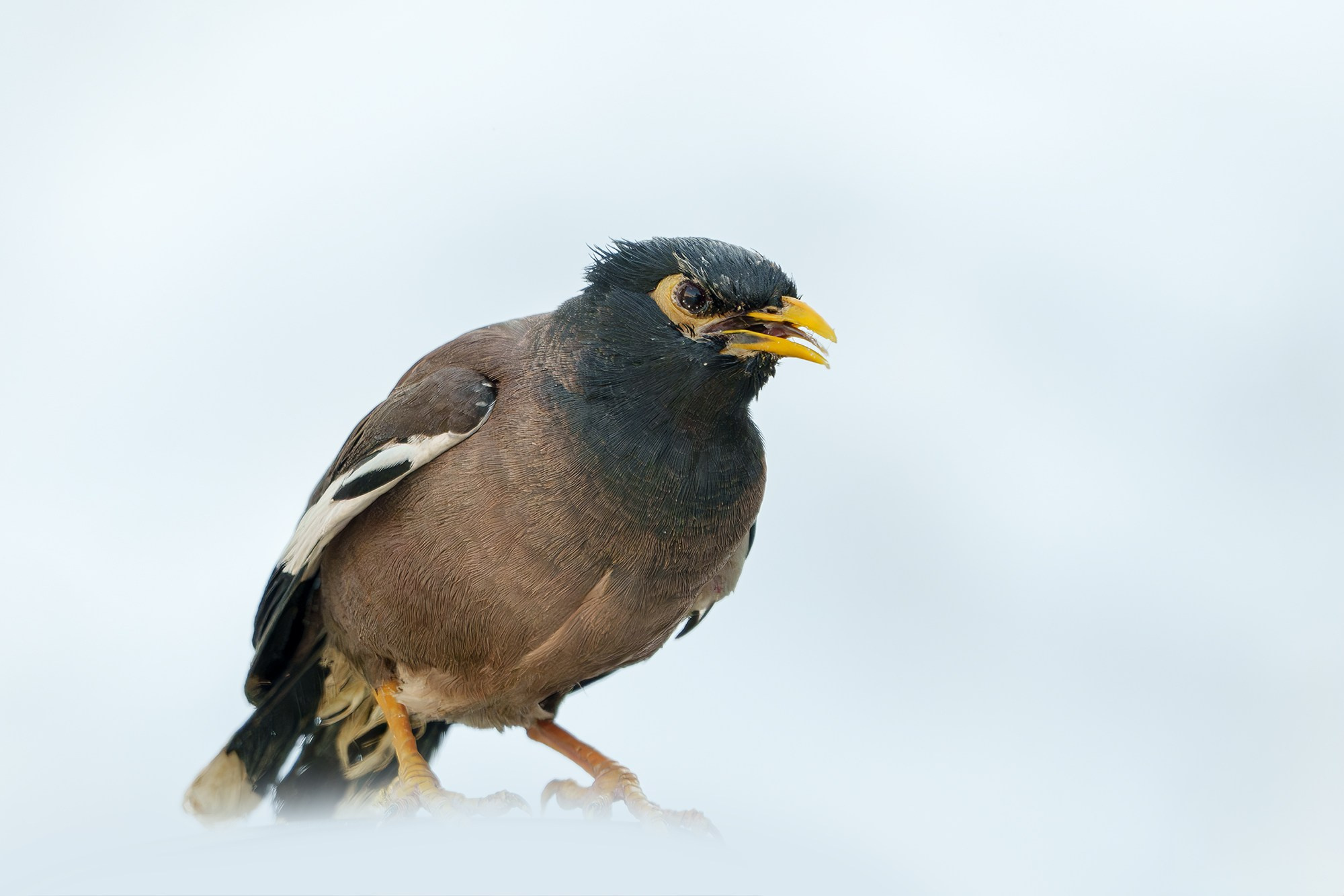 Удивительные мир птиц. Вокруг нас столько прекрасного — присмотритесь!. Ваш личный фотограф Марина Волкова