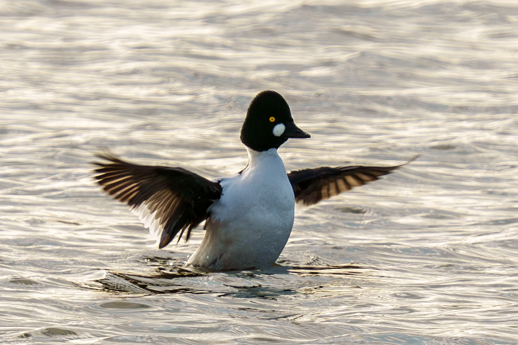 Удивительные мир птиц. Вокруг нас столько прекрасного — присмотритесь!. Ваш личный фотограф Марина Волкова