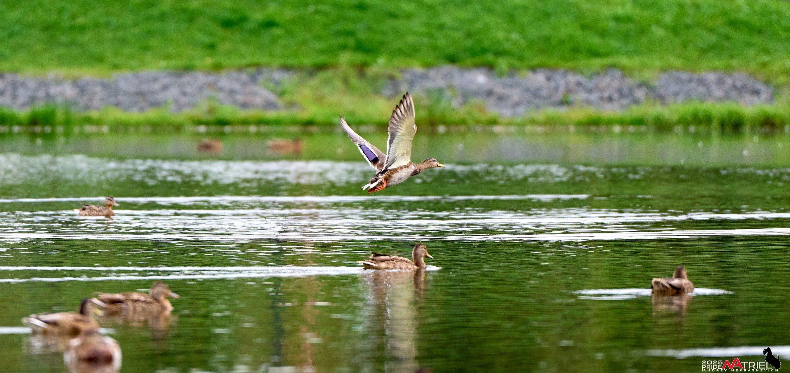 Утки на пруду