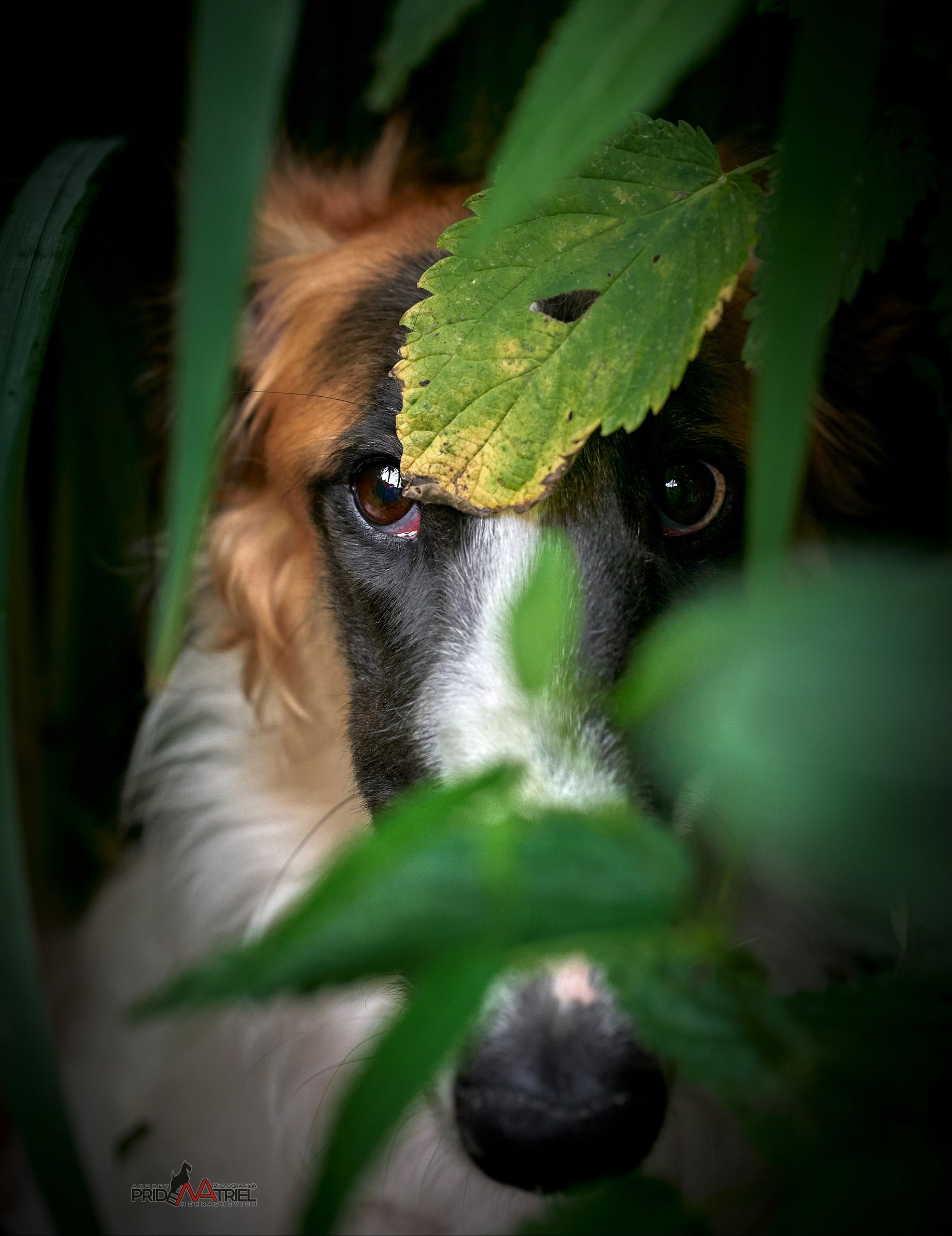 Портреты собак — галерея NATRIEL