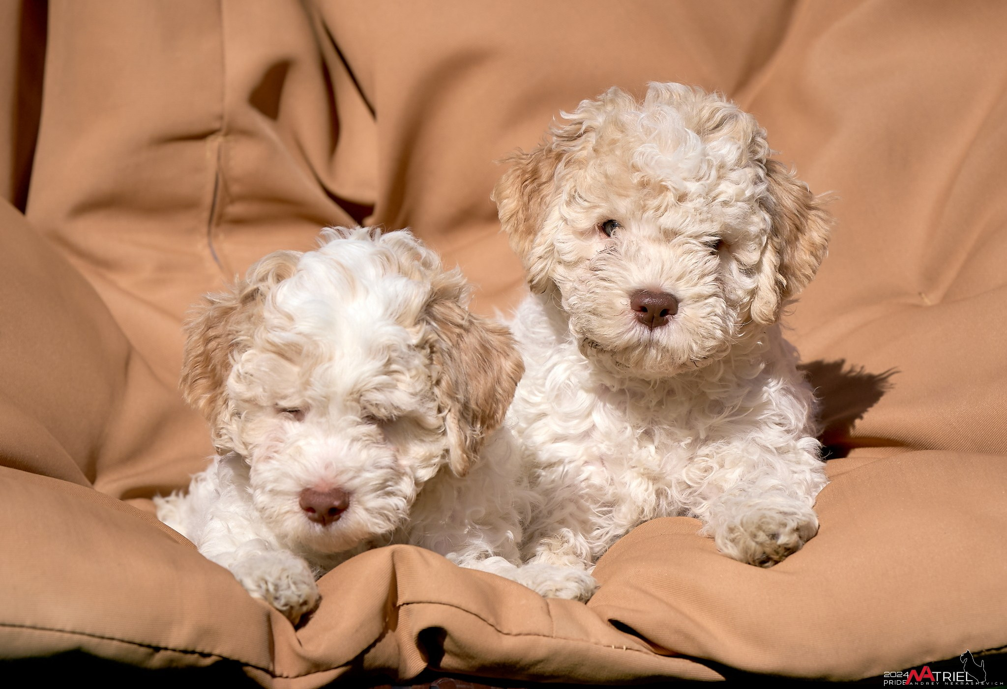 Съемка щенков лаготто на природе
