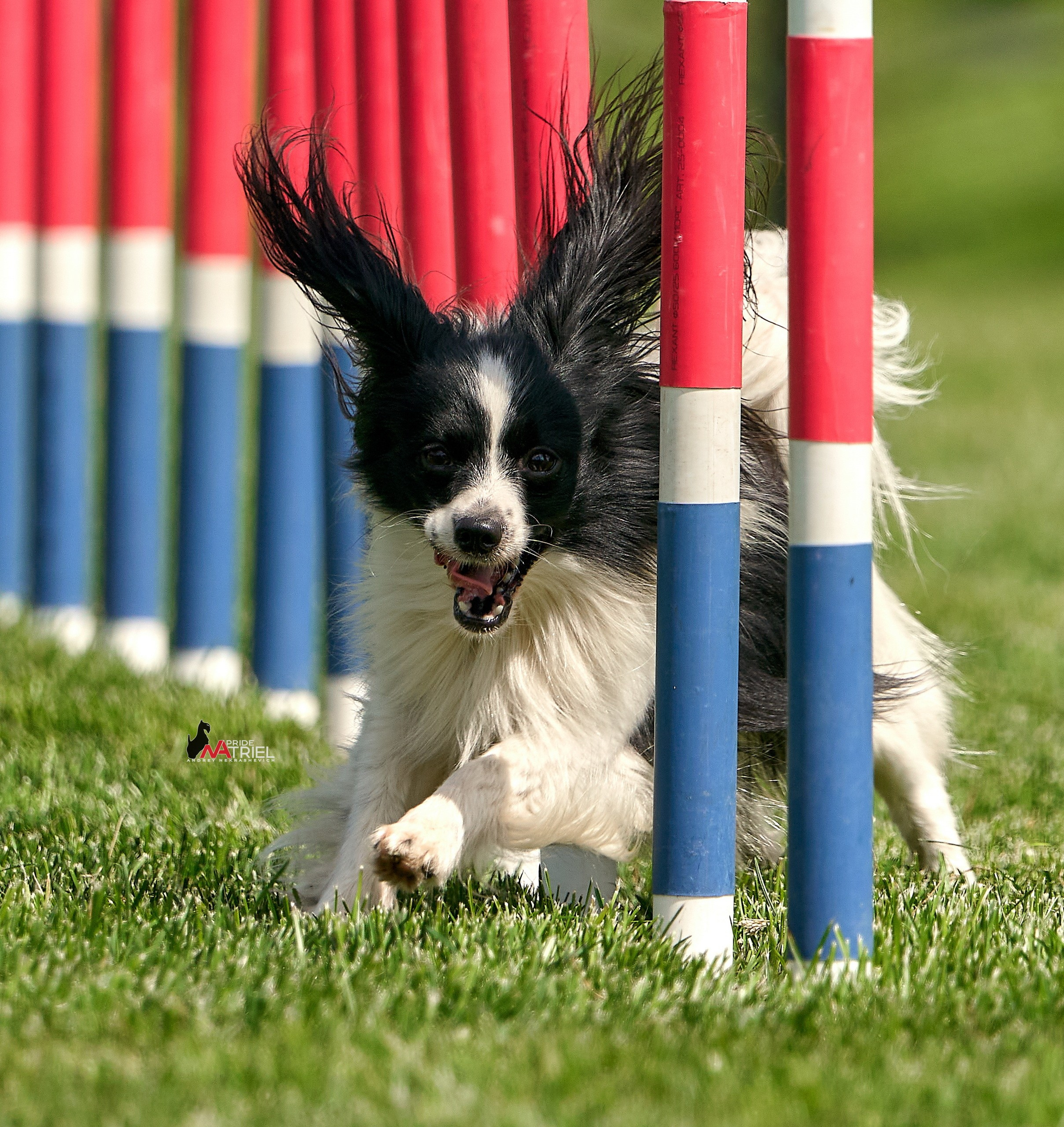 Аджилити — галерея NATRIEL