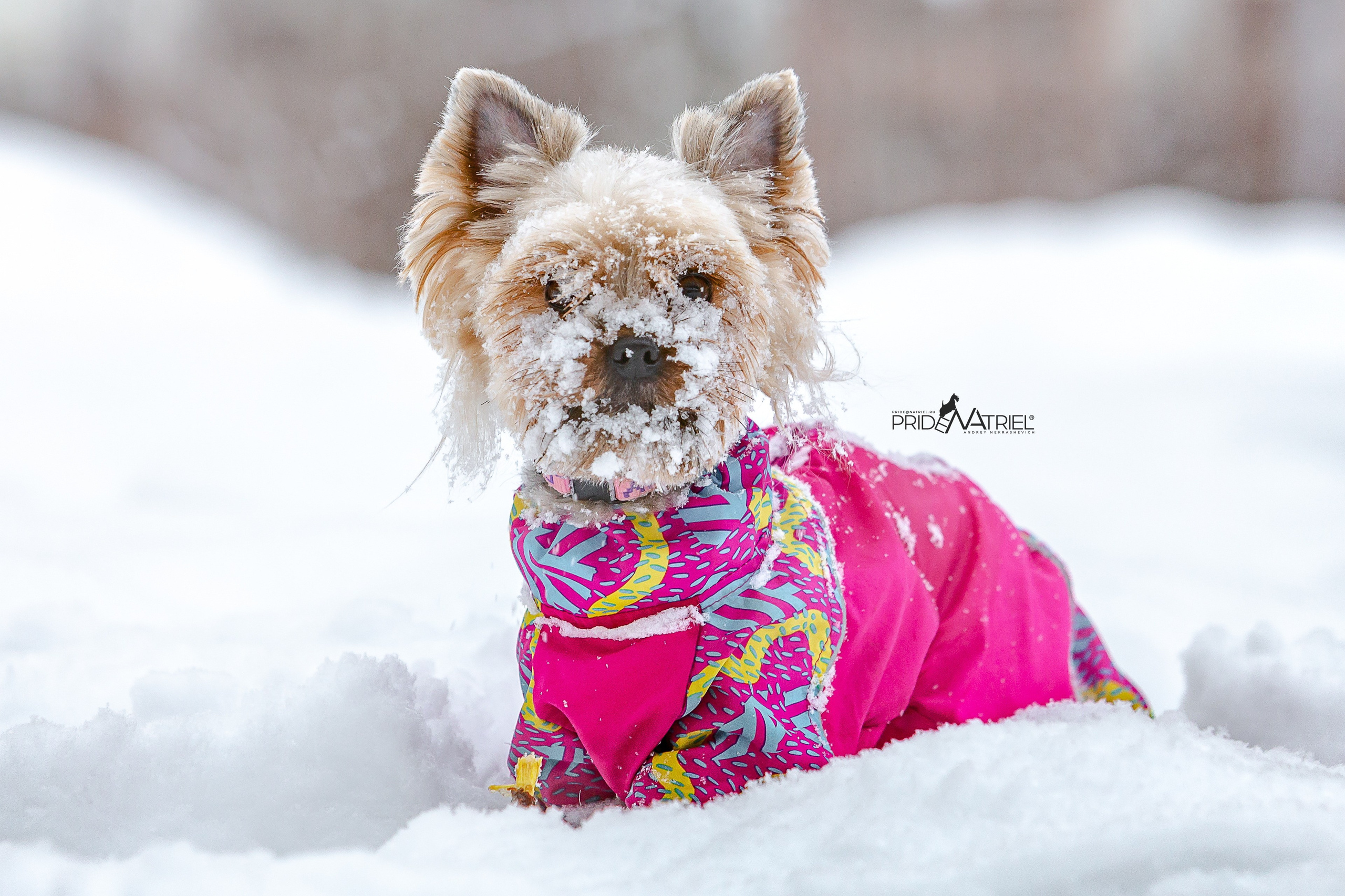 Йоркширский терьер Циля