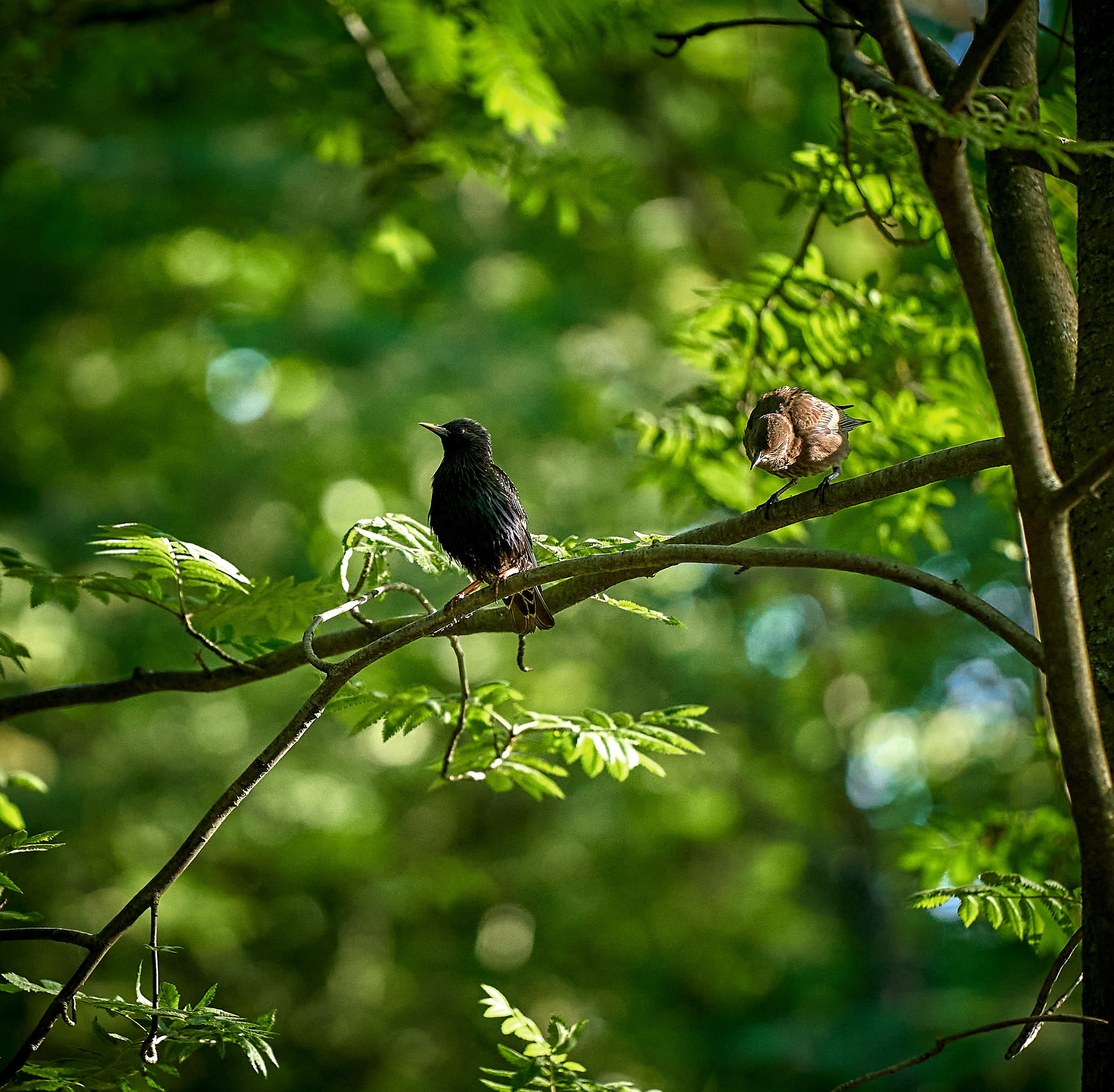 Фото птиц — галерея NATRIEL