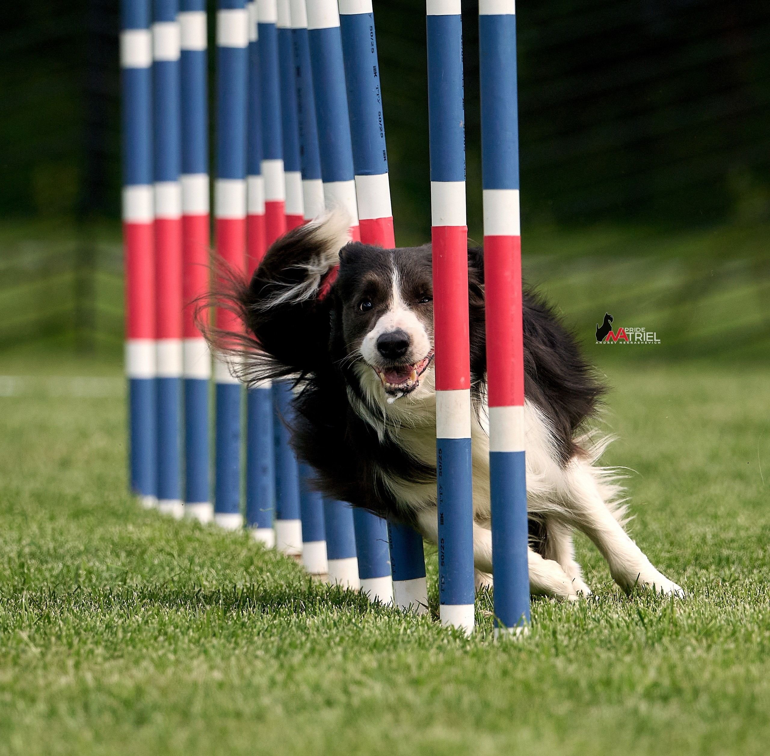 Аджилити — галерея NATRIEL