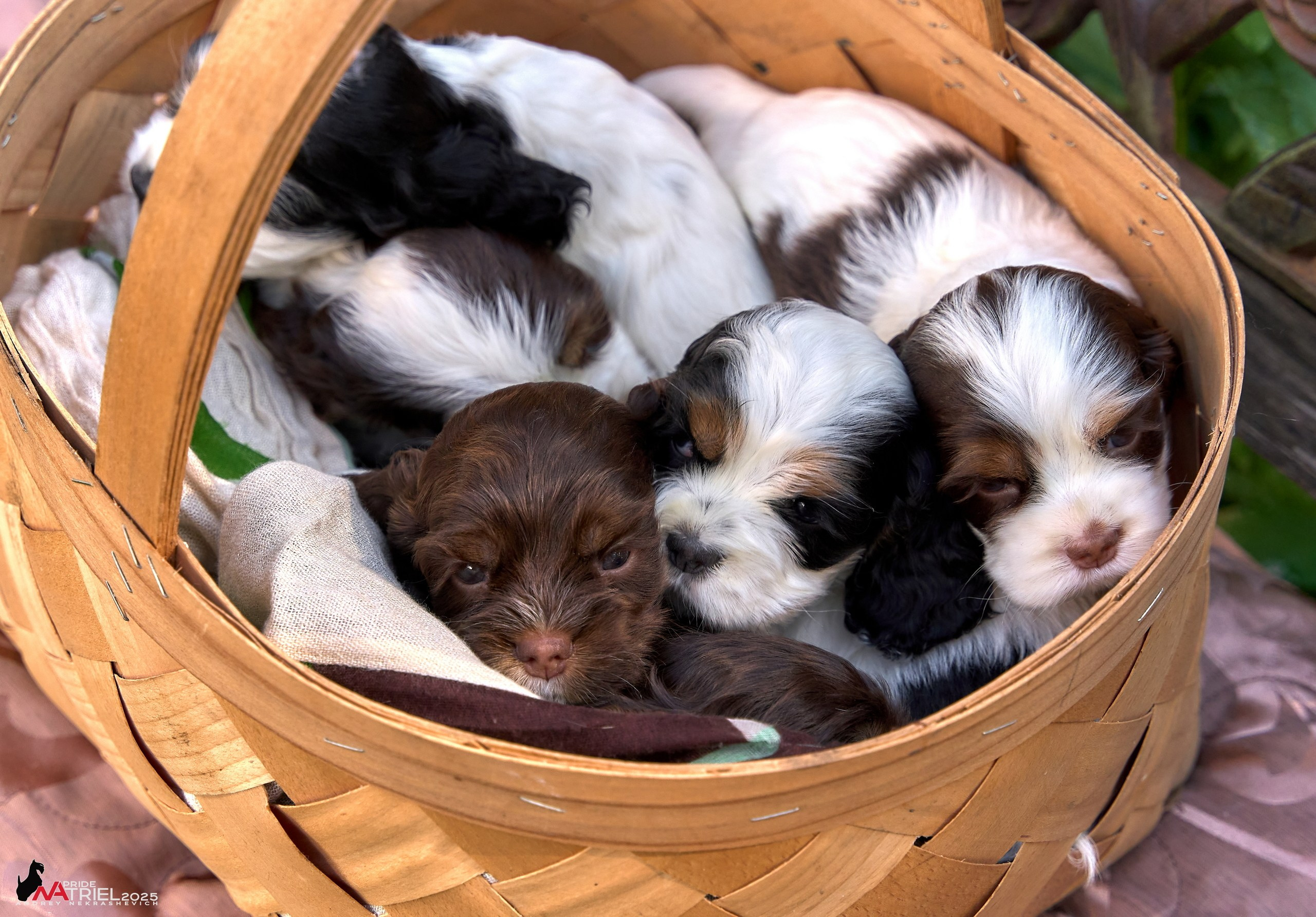 Щенки АмКокеров