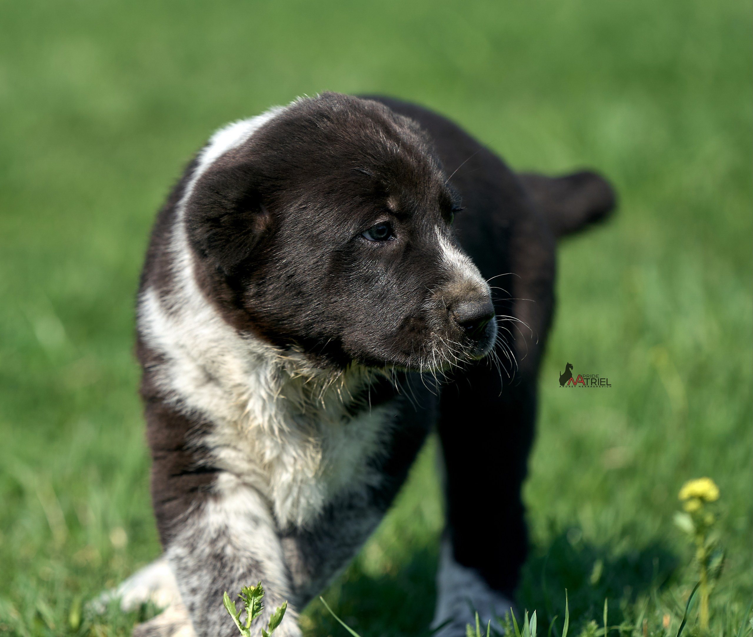 Среднеазиаты — щенки и взрослые