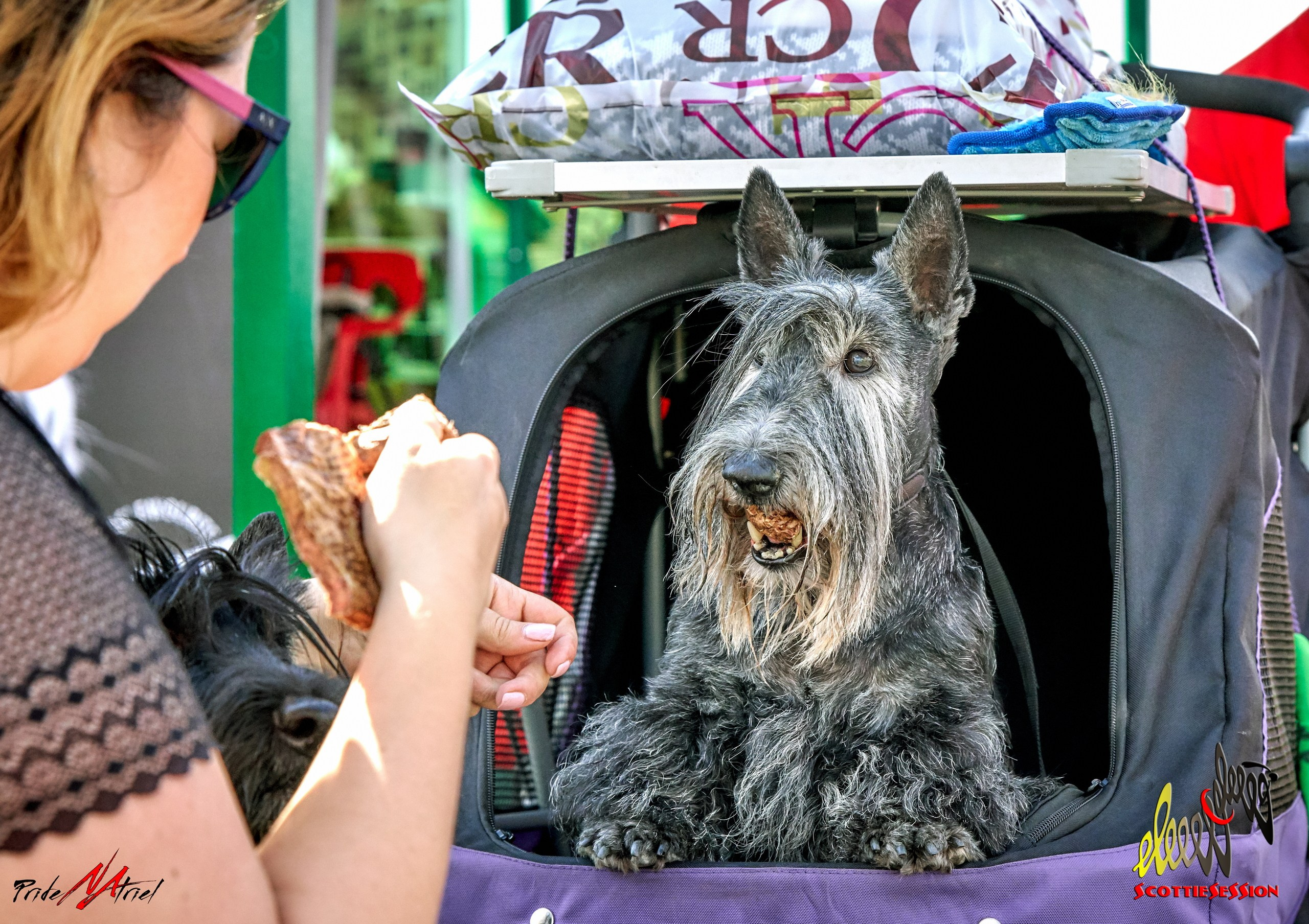 Мероприятия с собаками — галерея NATRIEL