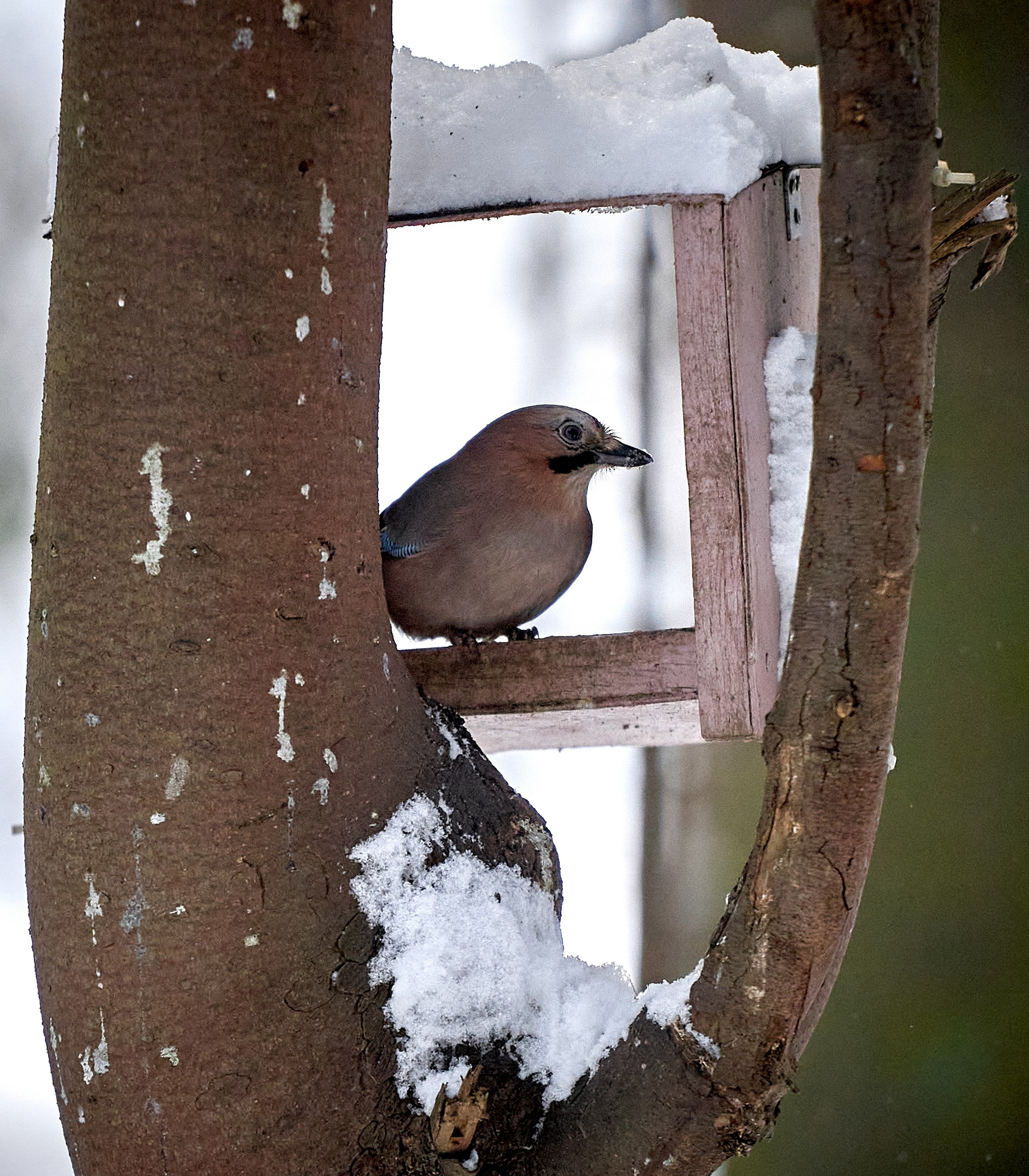 Фото птиц — галерея NATRIEL