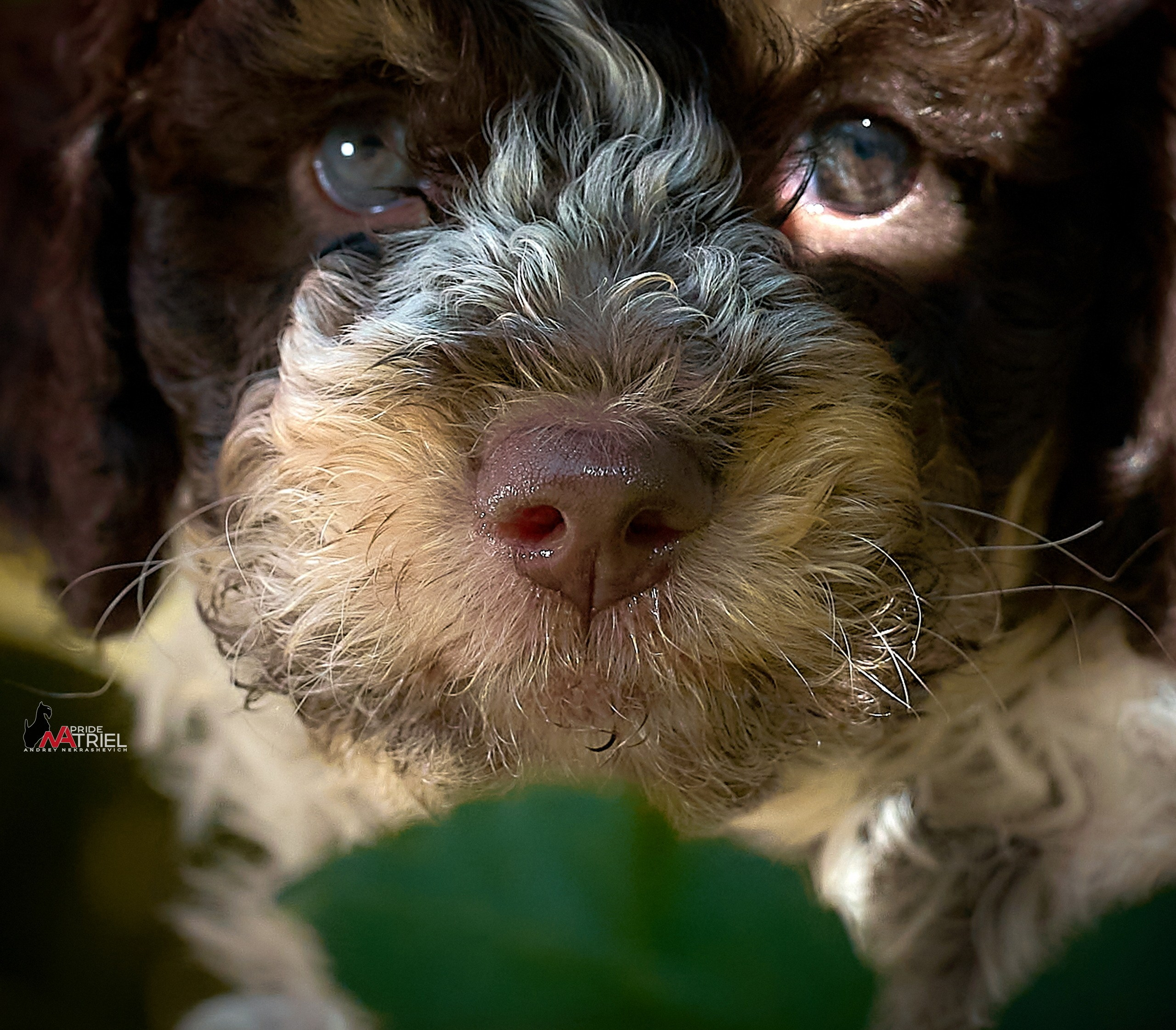 Щенки на прогулке — галерея NATRIEL