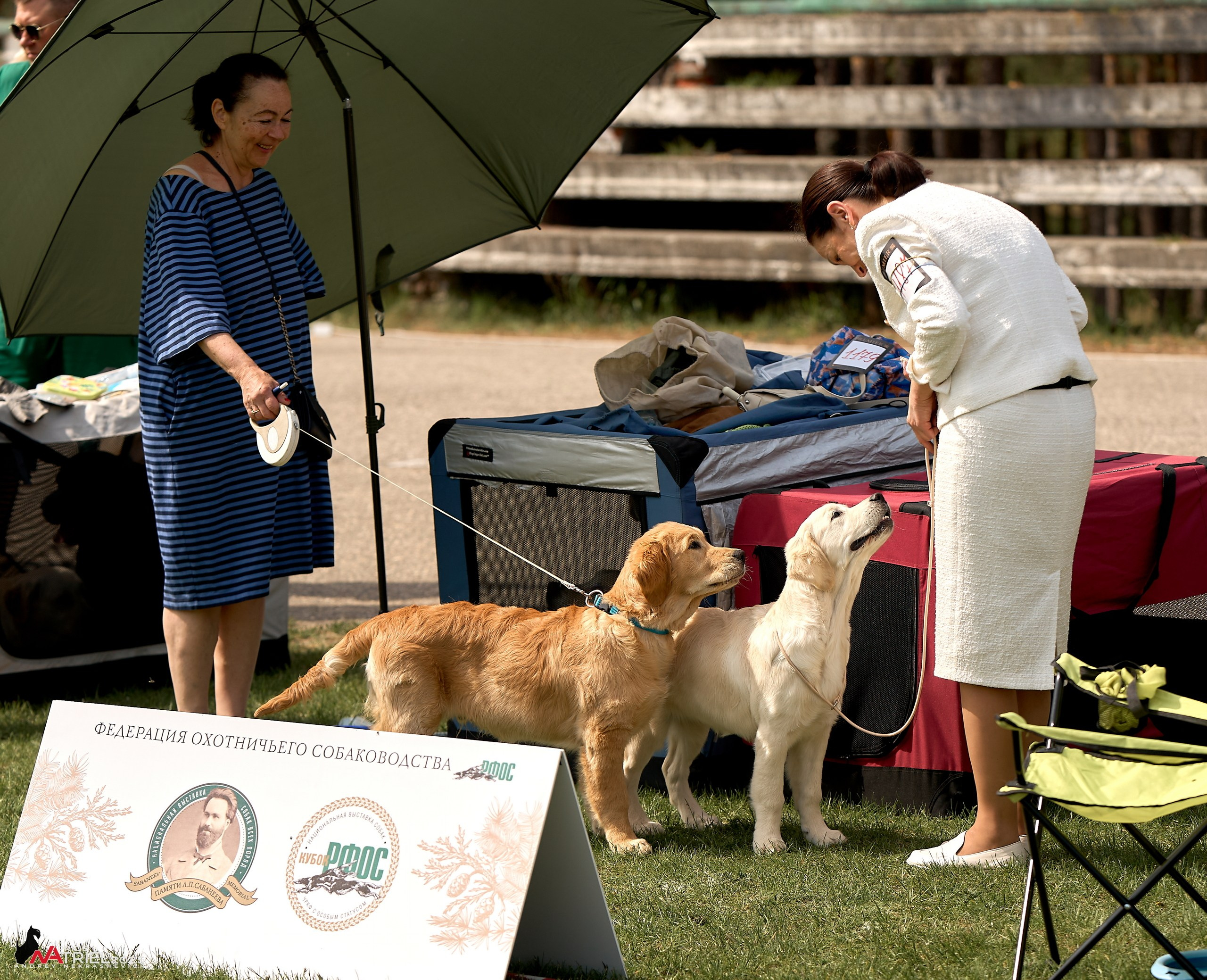 Выставка собак Суздаль-Владимир