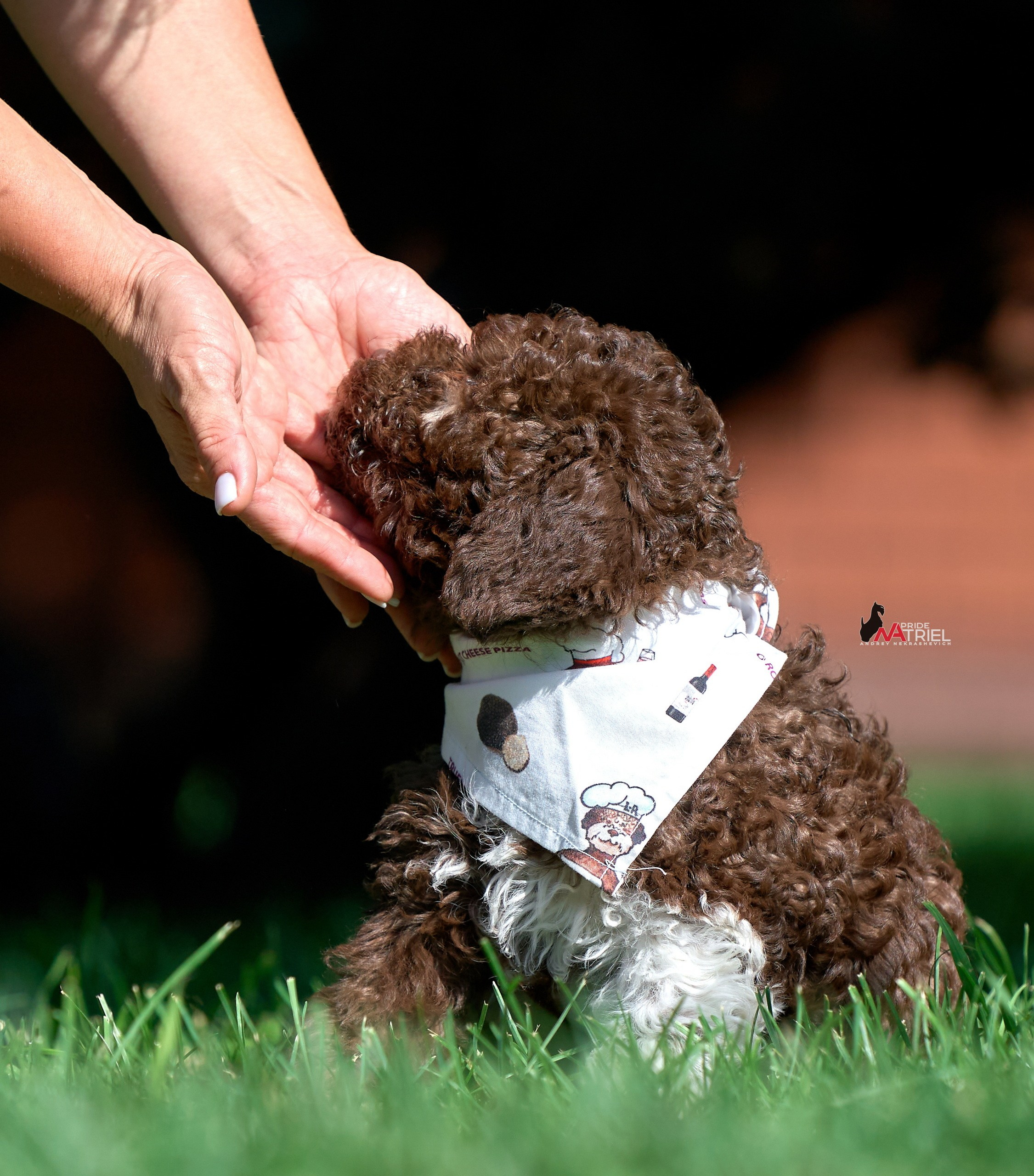 Щенки с людьми — галерея NATRIEL