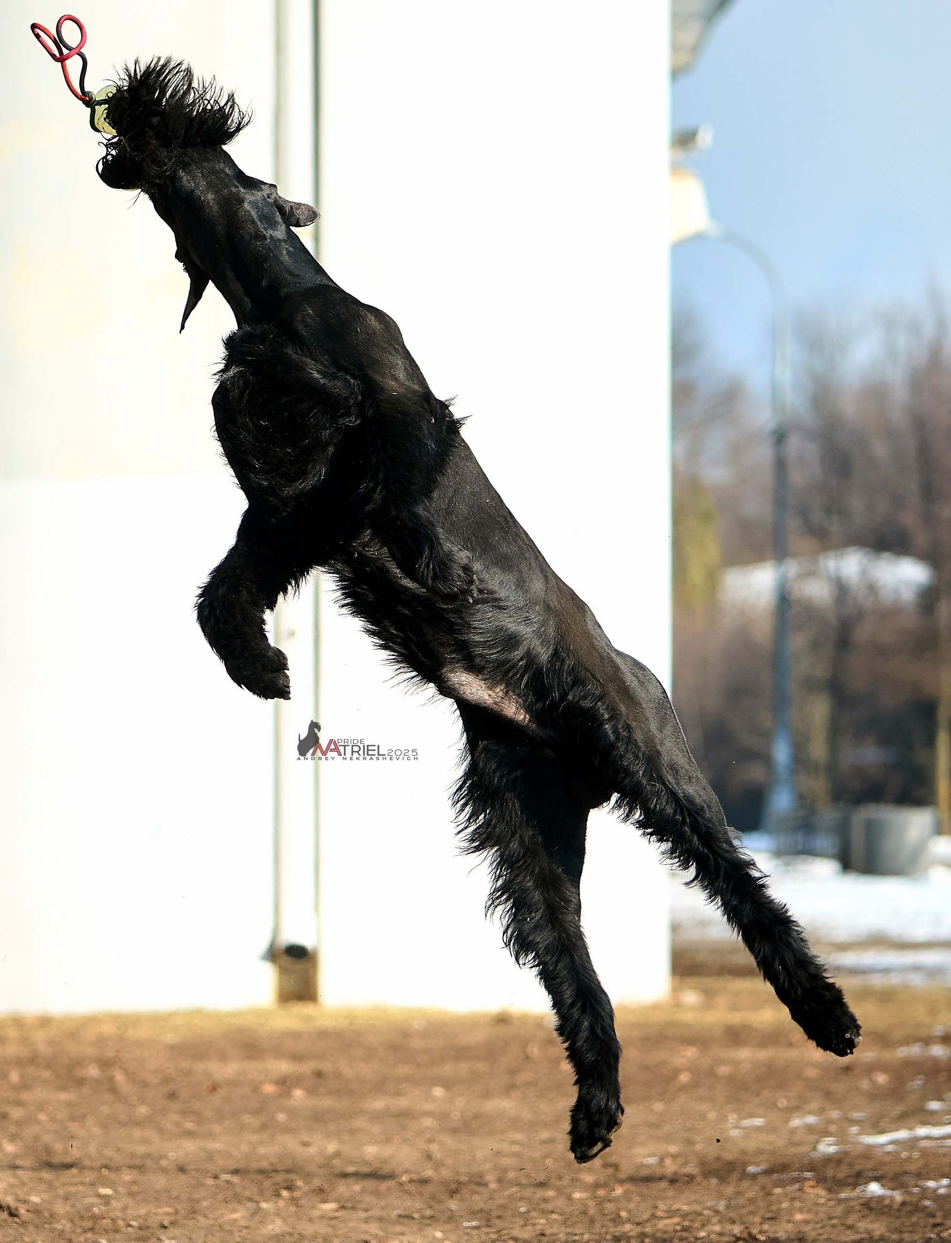 Фотопрогулка с ризеншнауцером