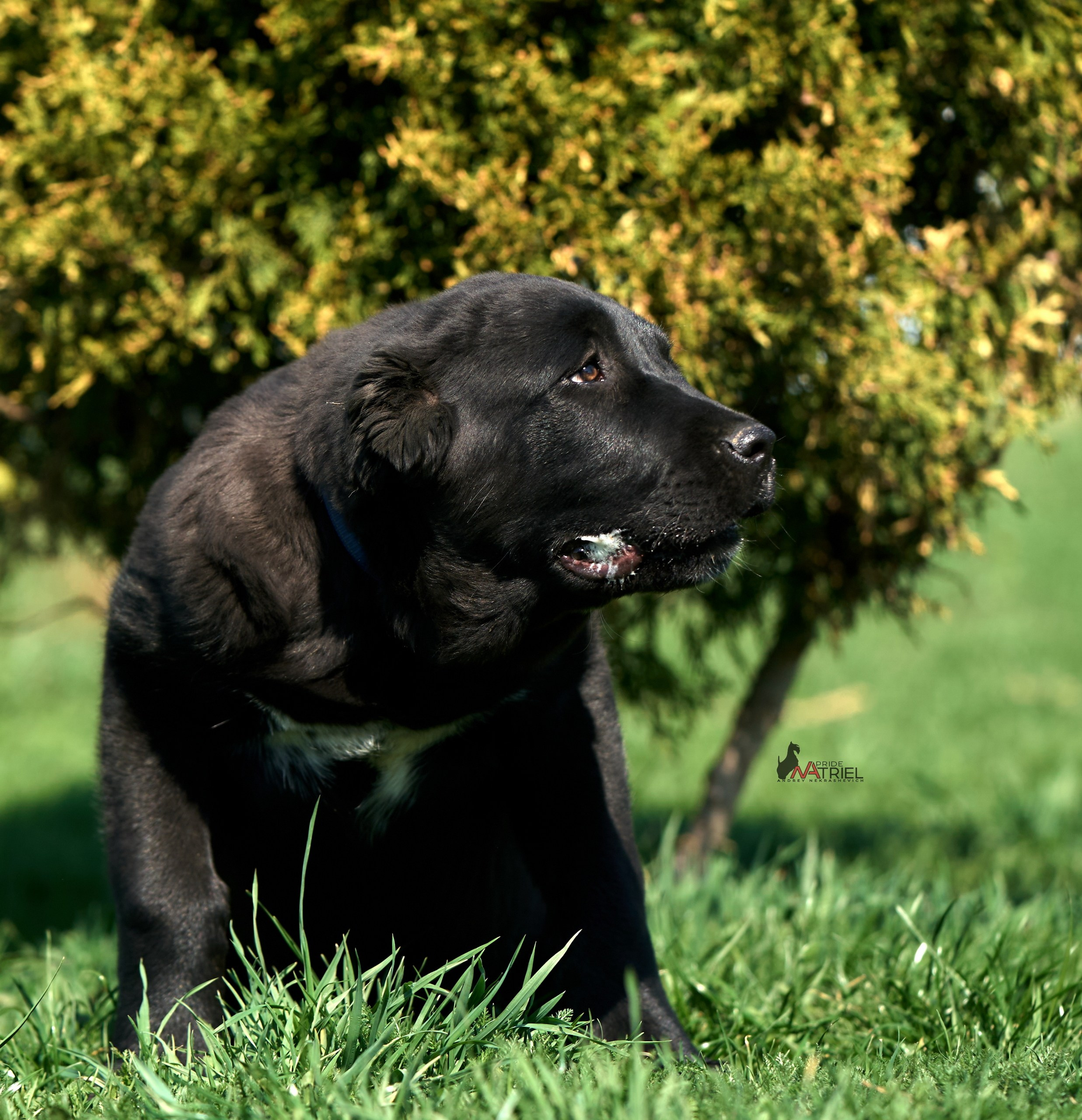 Среднеазиаты — щенки и взрослые