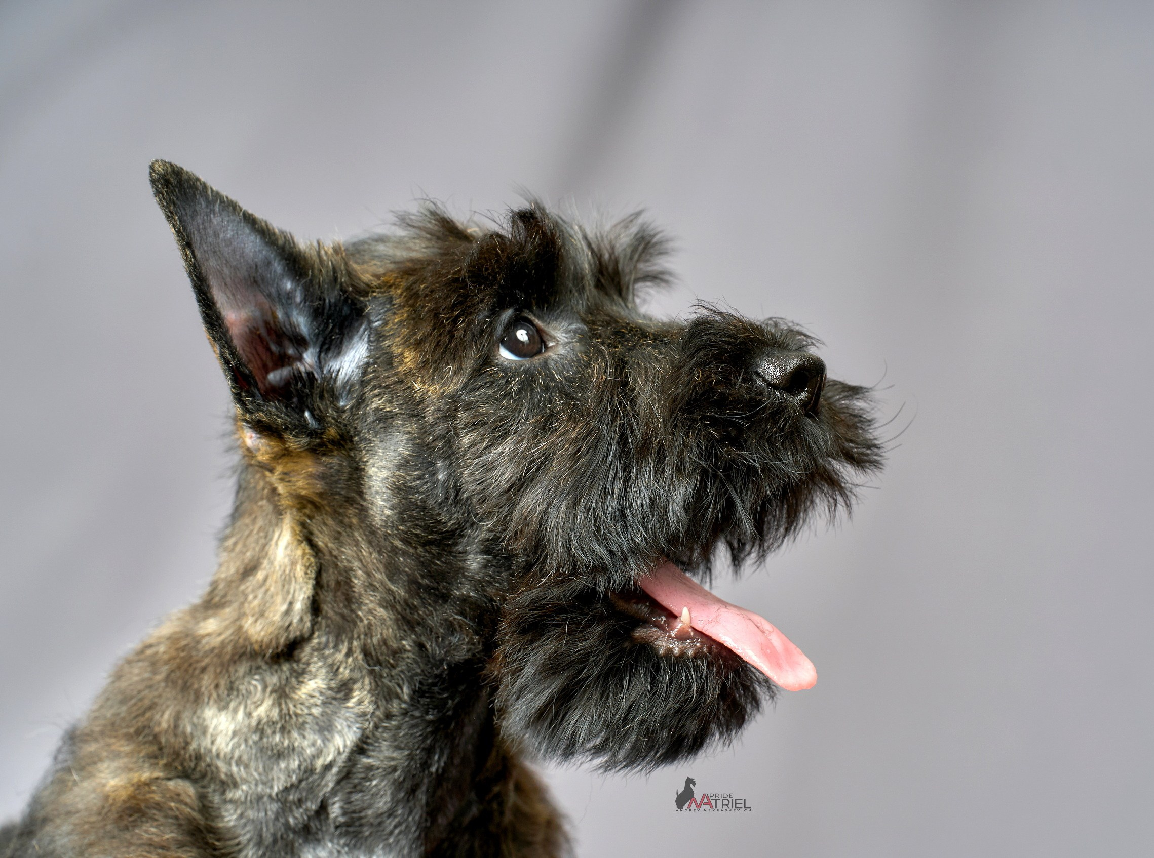 Съемка щенков скотч-терьеров