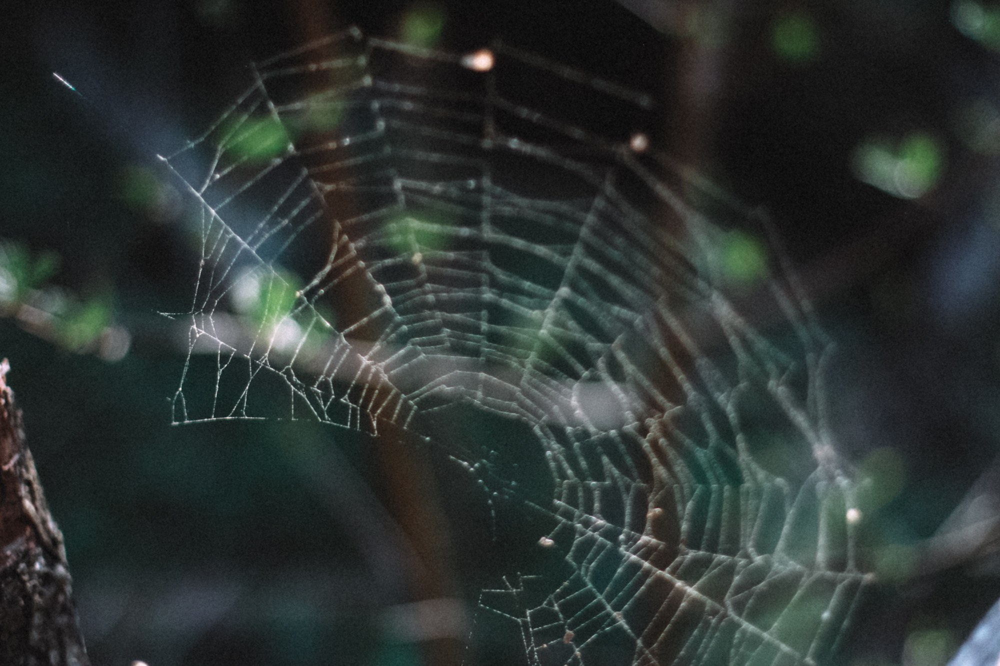 Природа. Андреева Полина l Портретный фотограф в Москве