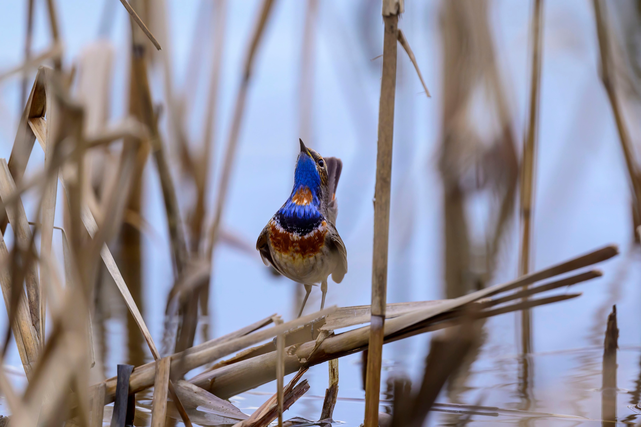 Варакушка. Фотограф Сергей Пупонин