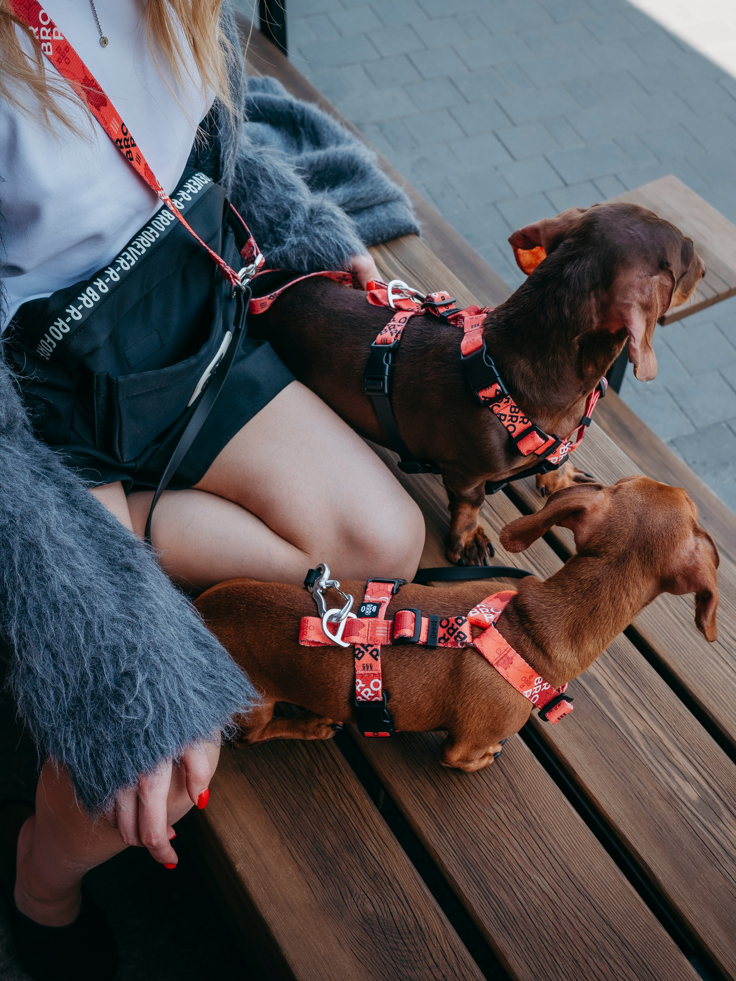 BRRRO. Семейный фотограф анималист Ананьева Мария — Москва