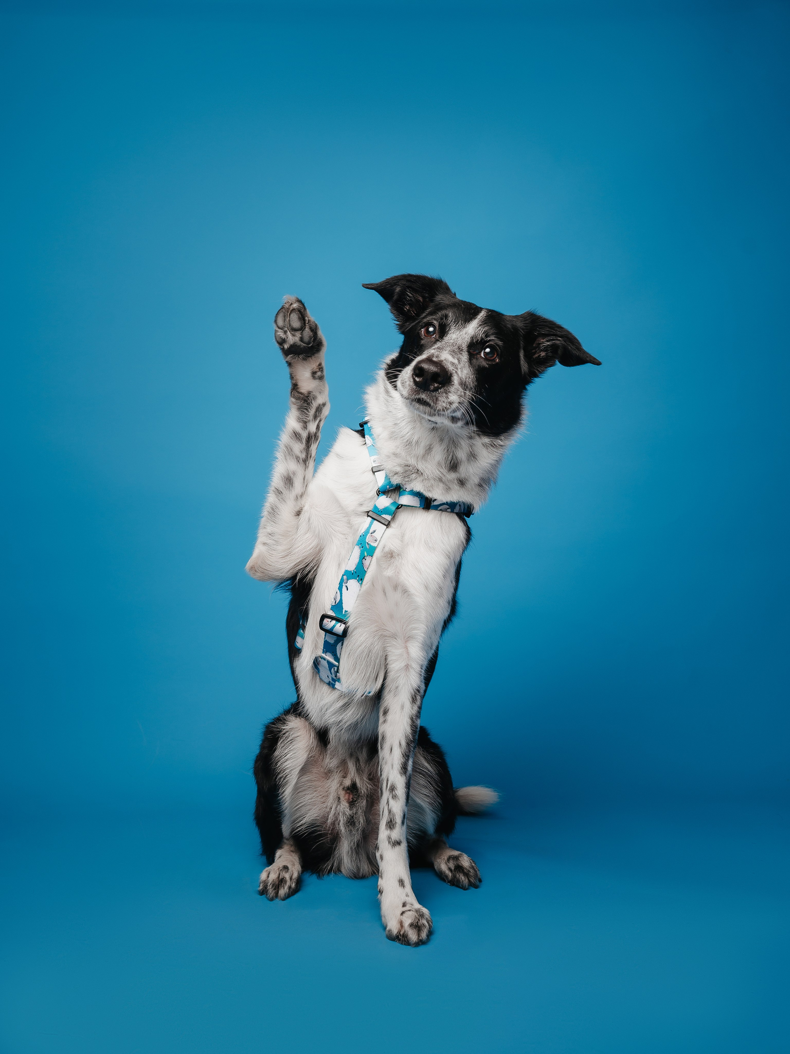 Bender&Frai. Овечки. Семейный фотограф анималист Ананьева Мария — Москва