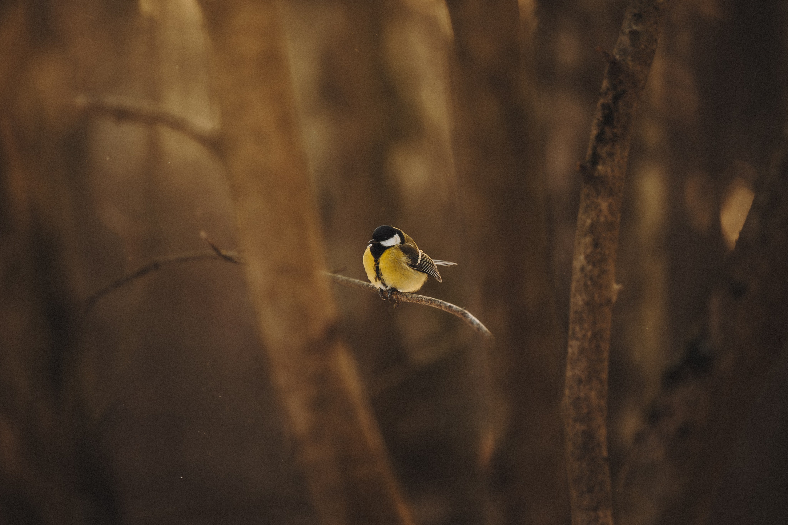 Дарья, Стас и Спика. Семейный фотограф анималист Ананьева Мария — Москва