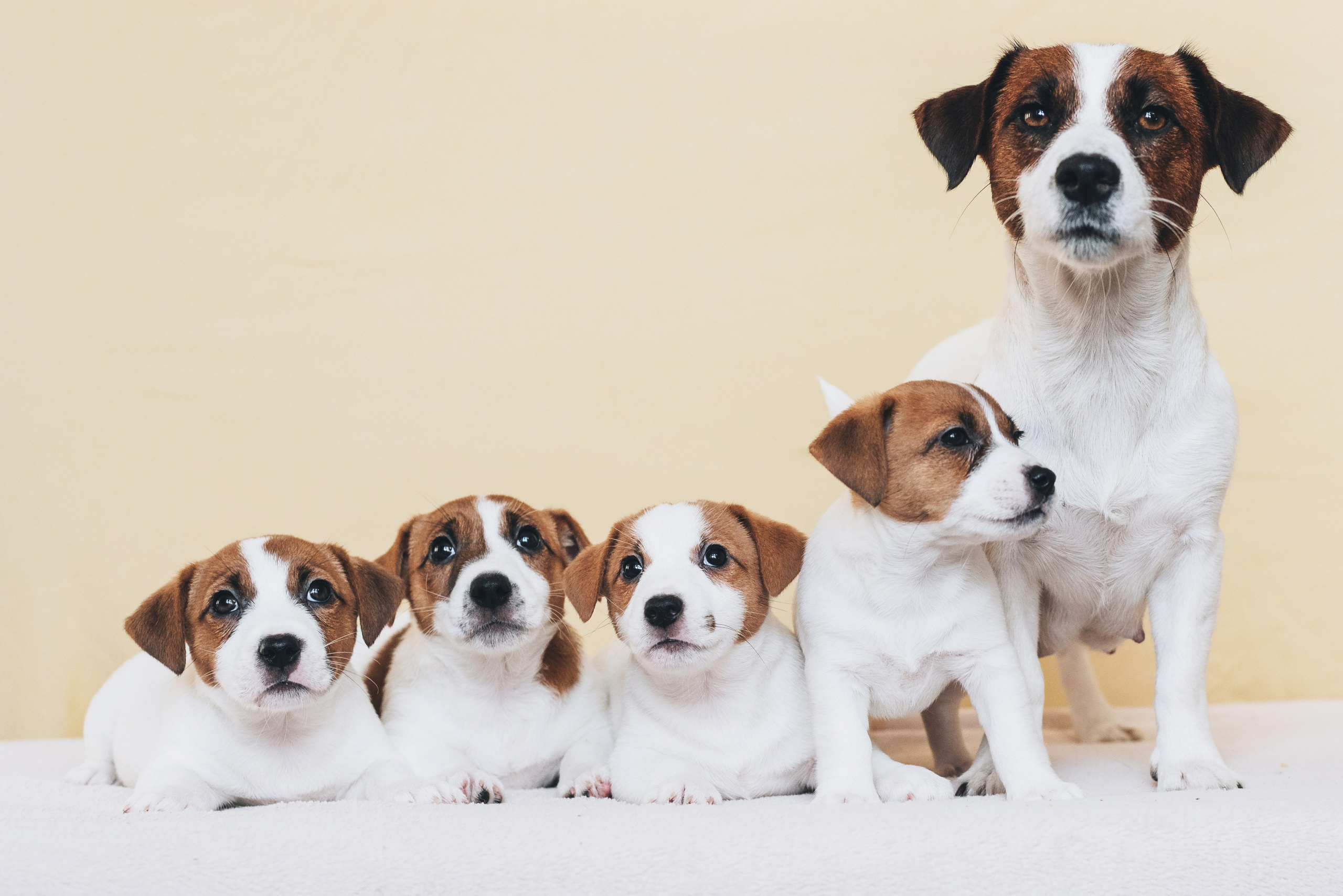 Jack Russell Terrier. Natalia Finch Photography — Family, Kids & Pet Photographer in Chicago, IL