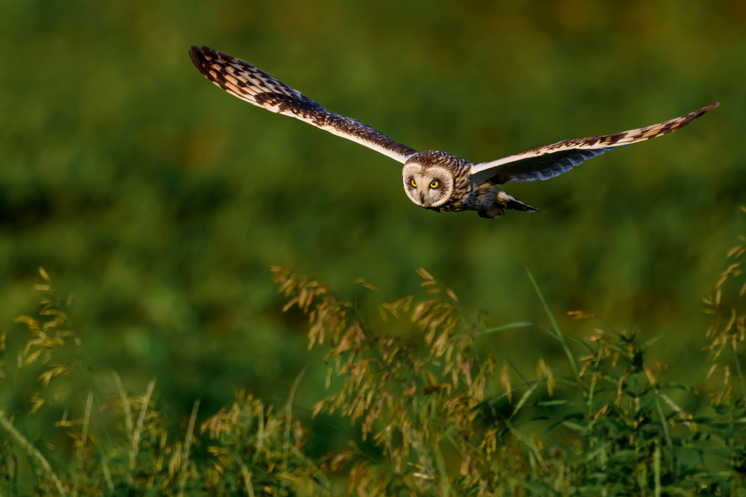 Совы и веретенники. Фотограф Сергей Пупонин