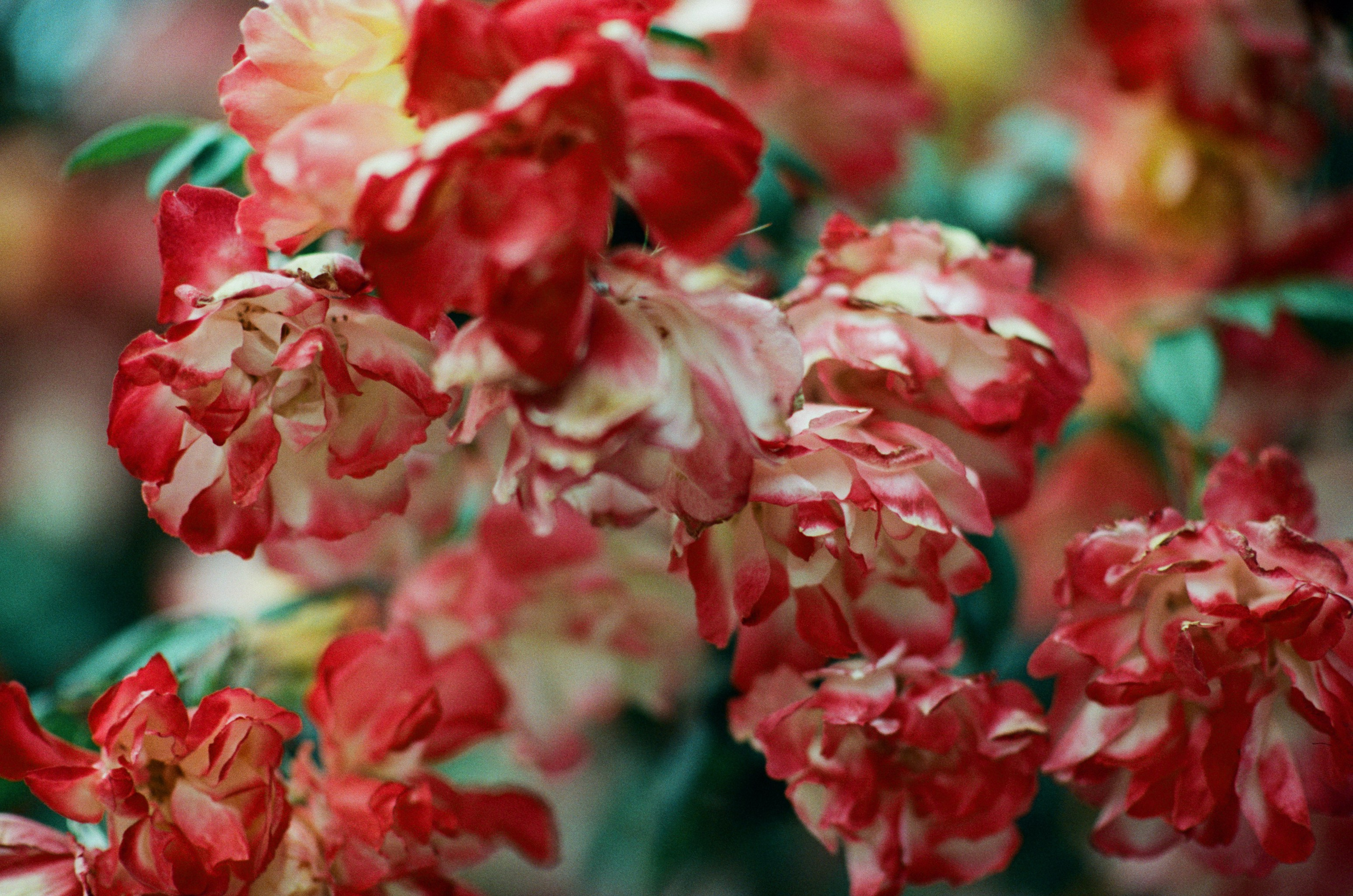 Pain shopping // ukraine, crimea VI. EVER EXPOSED