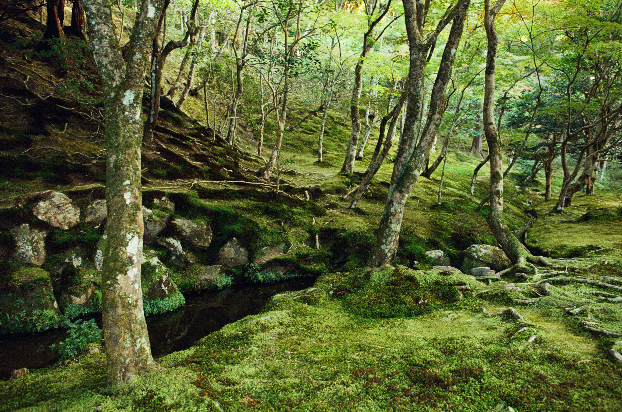 Out of noise // japan, kyoto. EVER EXPOSED