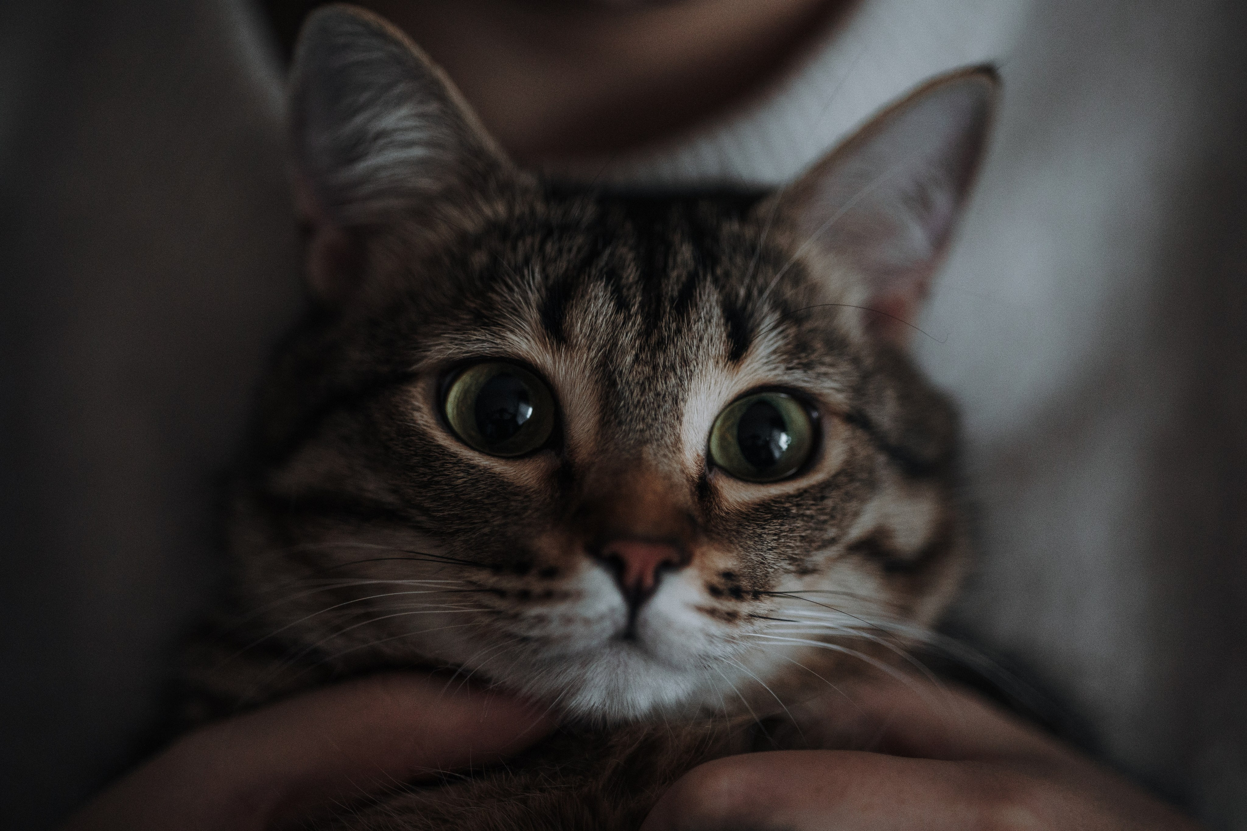 Мася и ее семья. Фотограф — Анималист | Санкт-Петербург