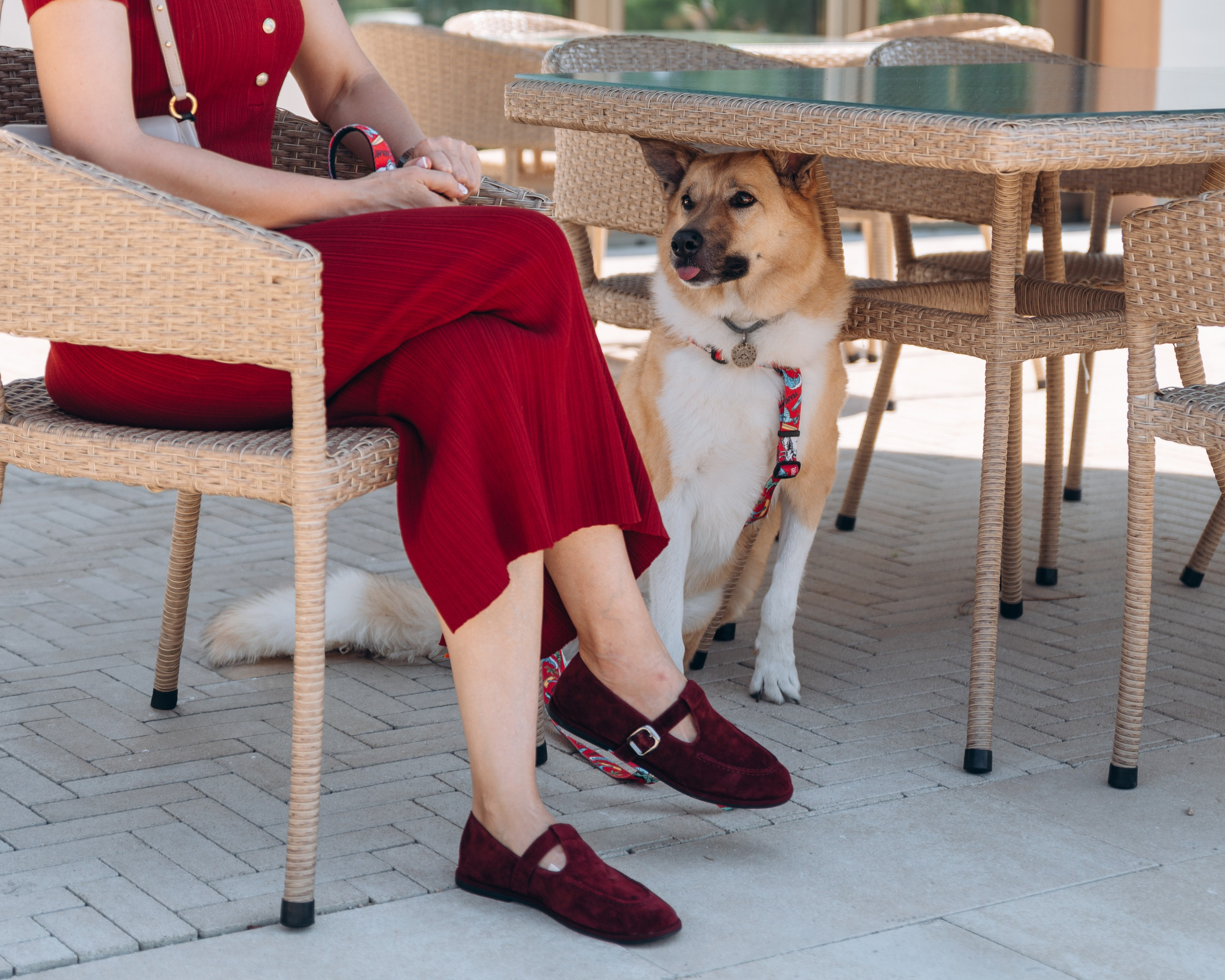 Животные. Фотограф Сочи-Краснодар