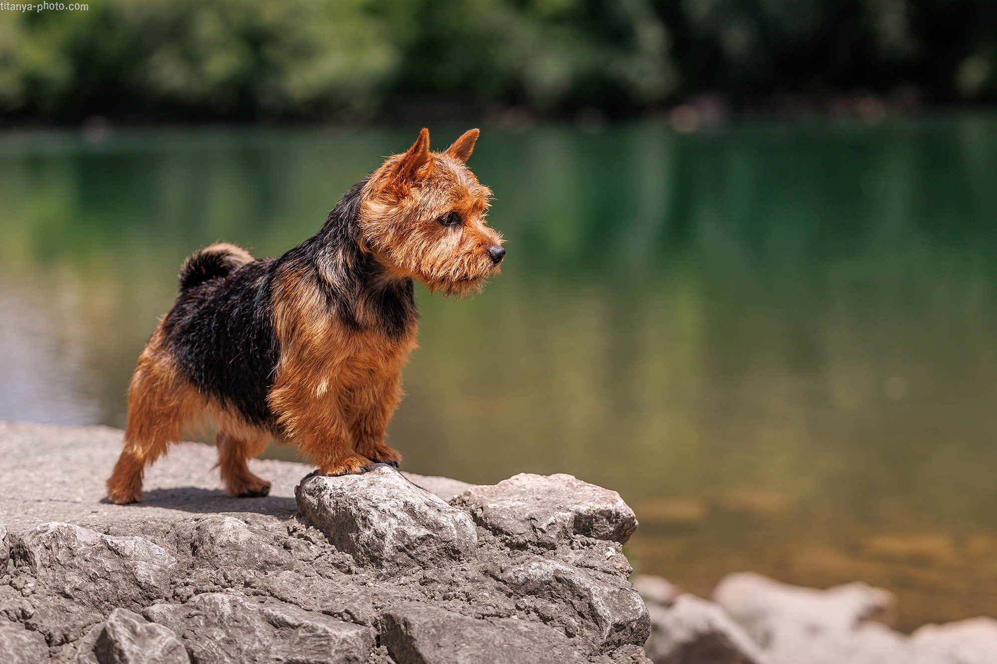 Фотография собак, фотограф-анималист Москва. Фотограф собак, фотограф-анималист Аня Титова (Titanya). Москва
