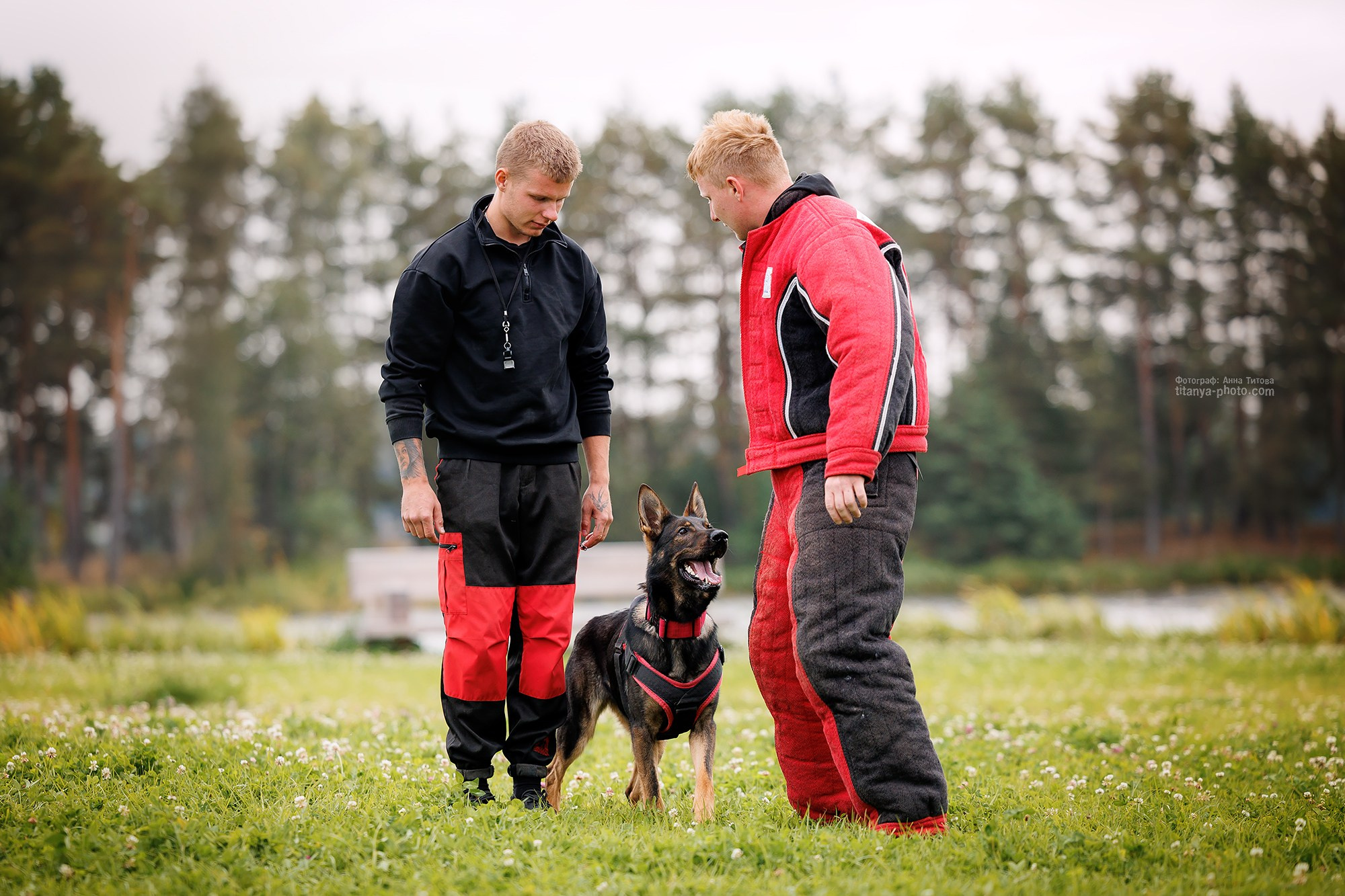 Тренировка по защите в питомнике немецких овчарок «Легенда Волги». Фотограф собак, фотограф-анималист Аня Титова (Titanya). Москва