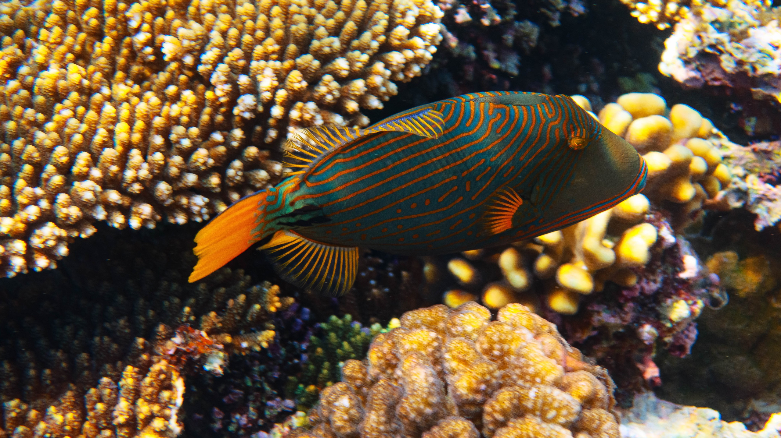 Fish. Фотограф Светлана Голицына