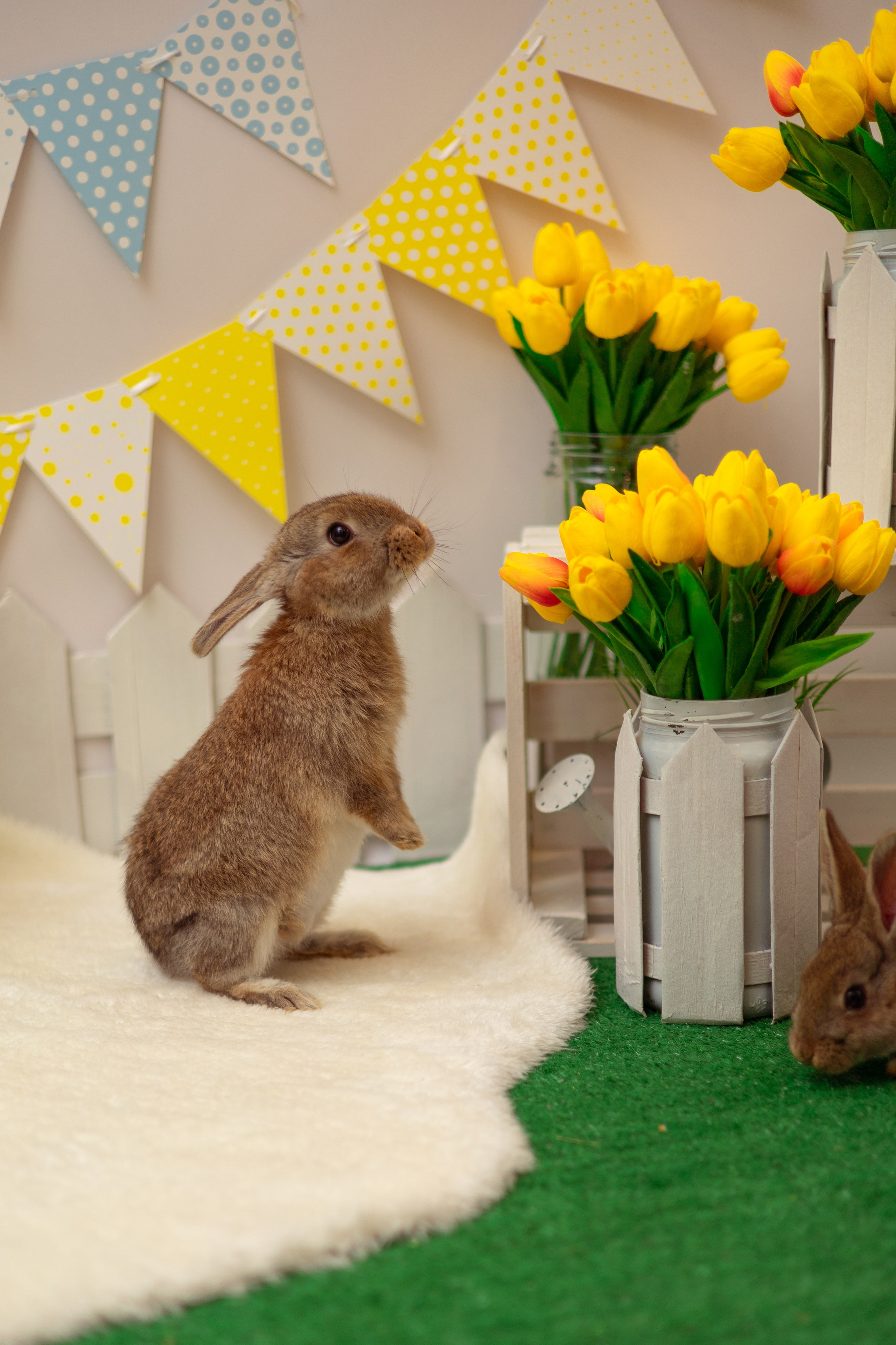 Вероника кролики. Семейный и детский фотограф в Михайловке Татьяна Лестьева
